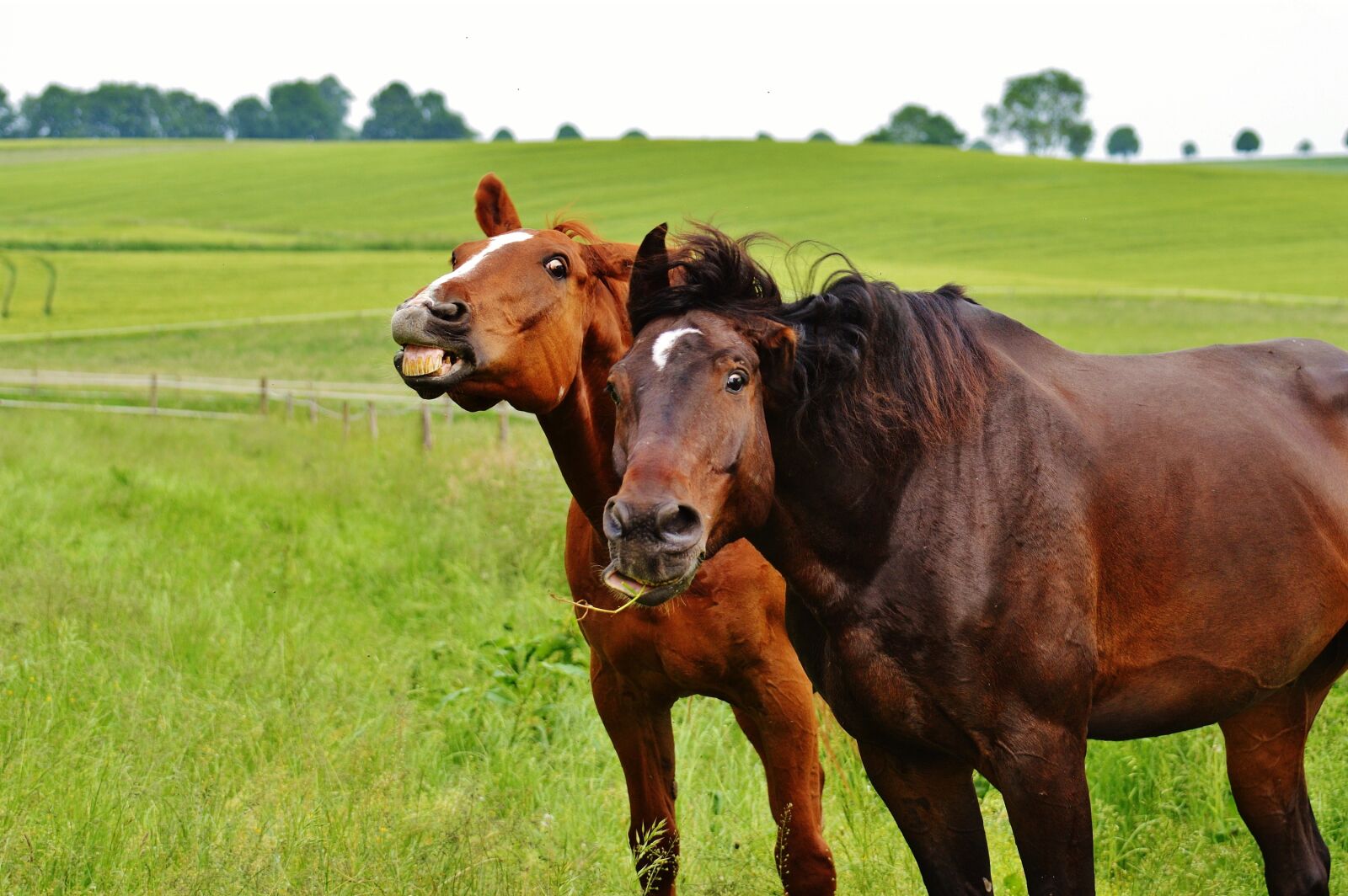 Nikon D3200 sample photo. Horses, for two, funny photography