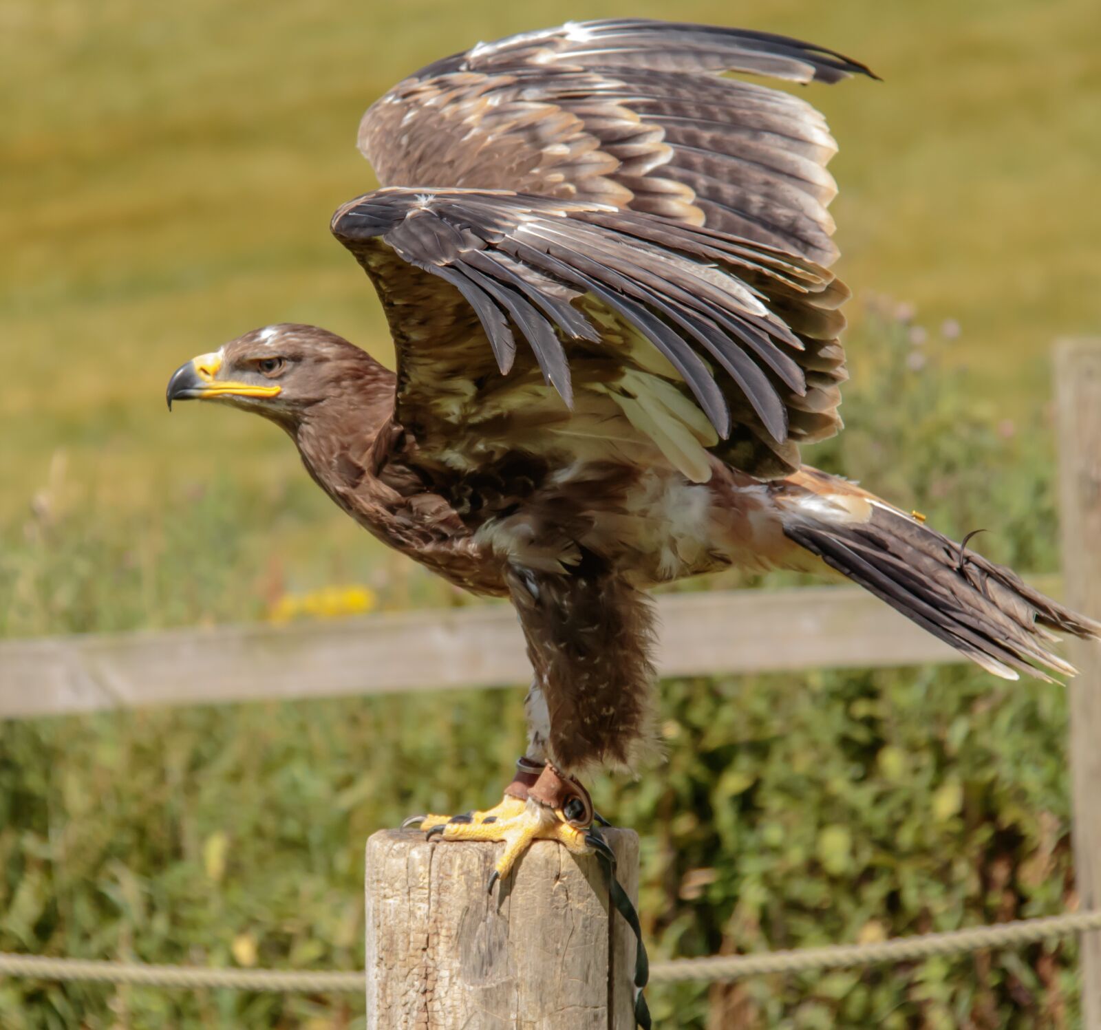 Canon EOS 7D Mark II sample photo. Steppe eagle, eagle, steppe photography