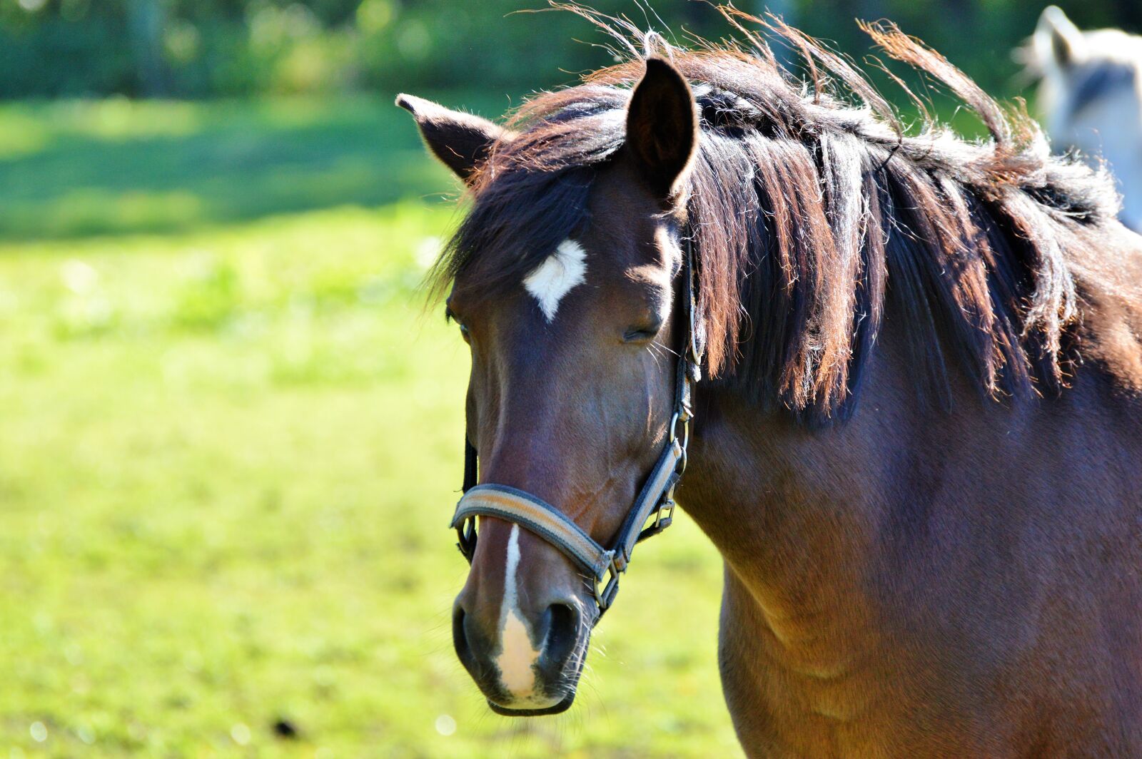 Nikon D3200 sample photo. Horse, ride, reiter photography