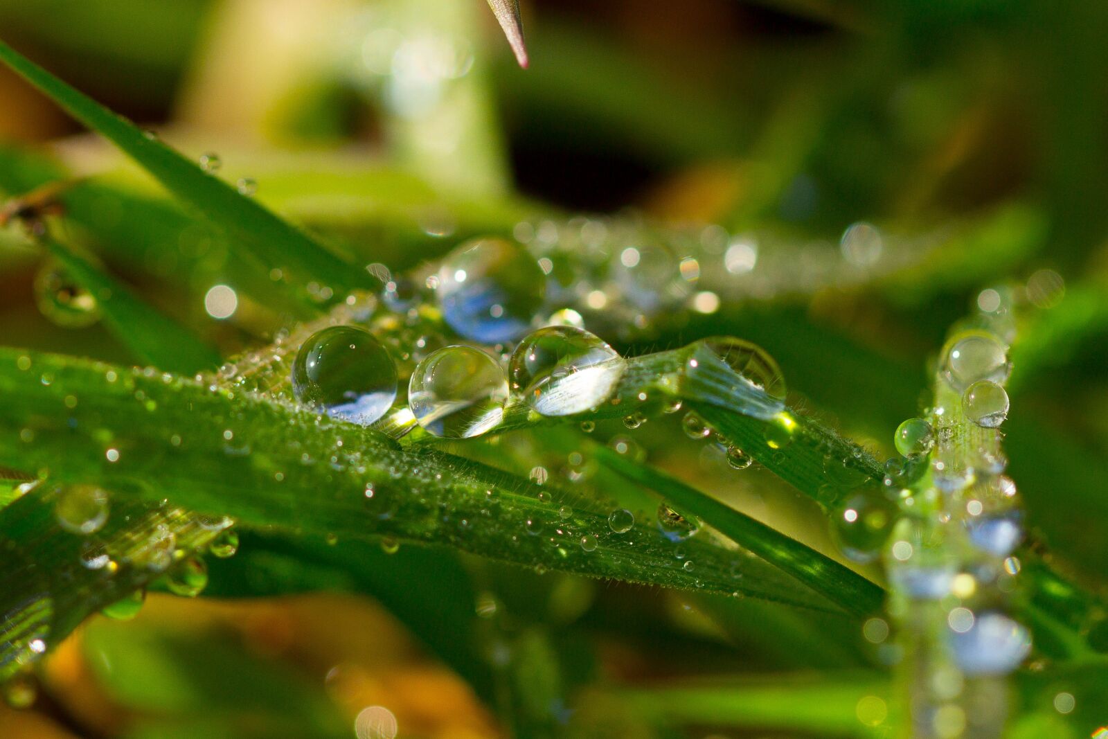 Canon EOS 7D + Canon EF 100mm F2.8L Macro IS USM sample photo. Dew, water, plant photography