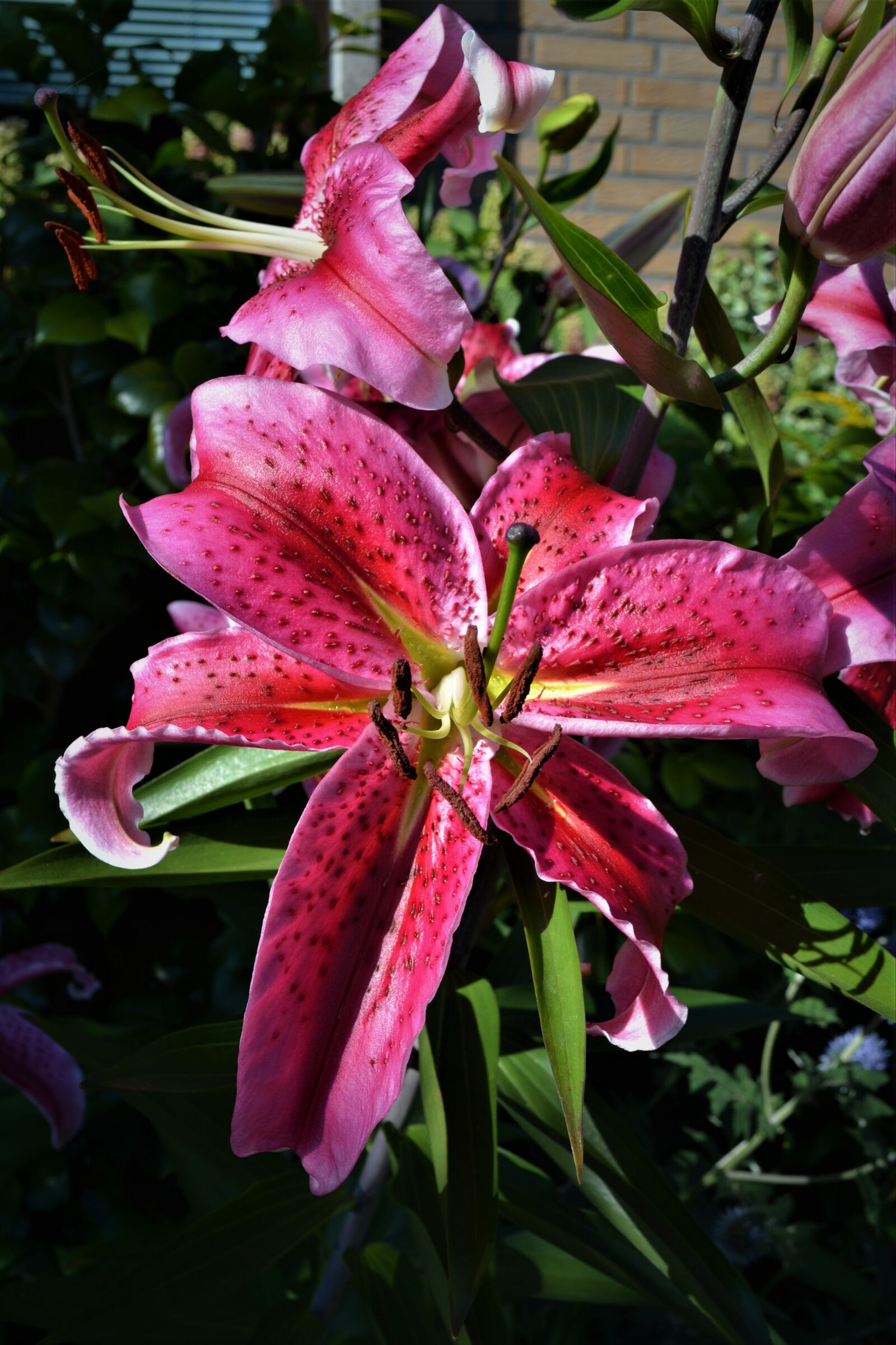 Nikon D5200 sample photo. Lily, close up, blossom photography