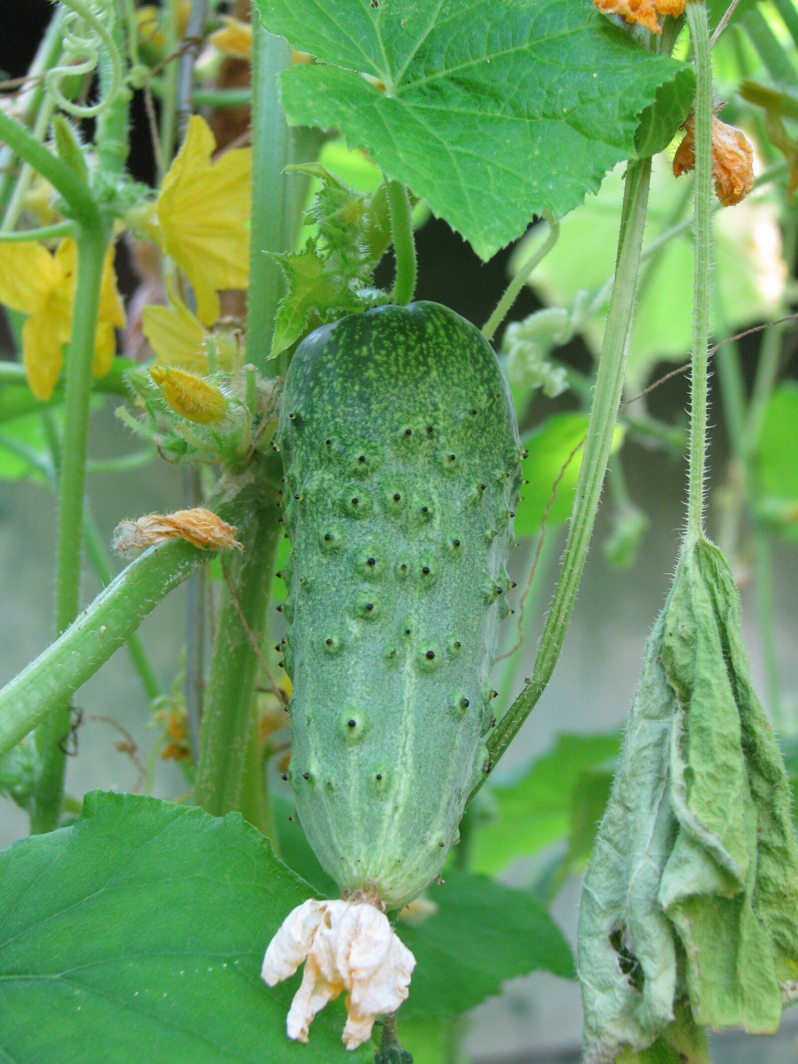 Canon POWERSHOT S5 IS sample photo. Vegetable, gherkin, fresh photography