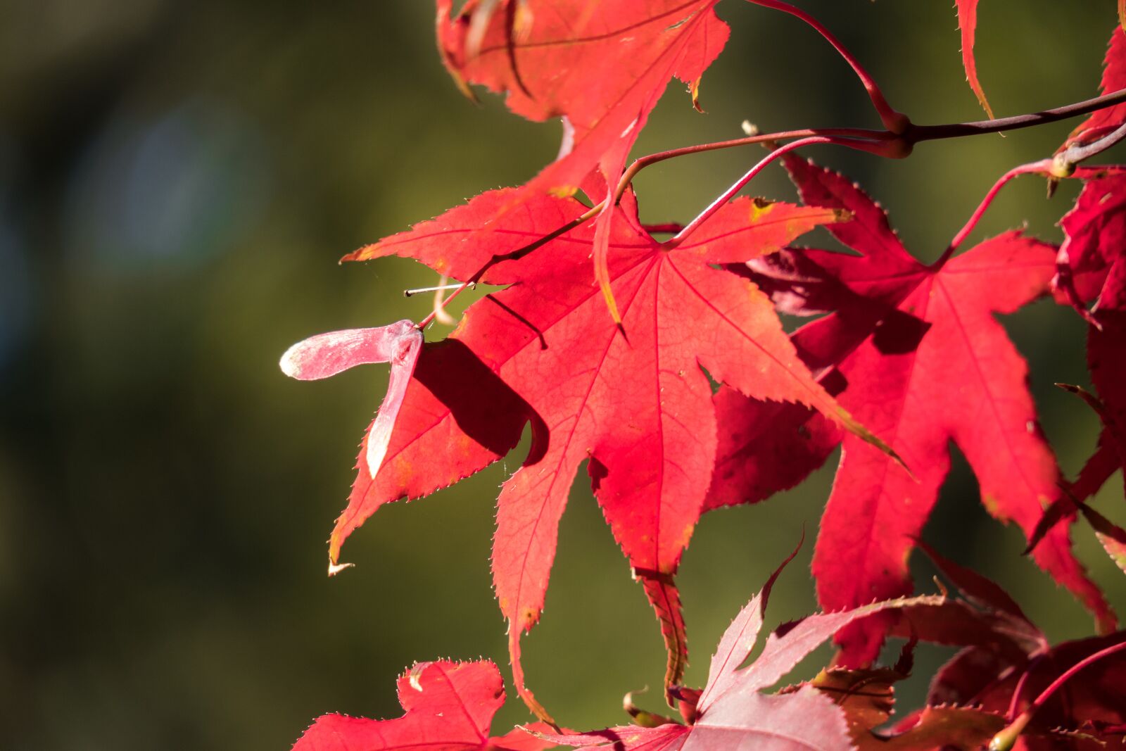 Canon PowerShot G3 X sample photo. Maple, blood maple, leaf photography
