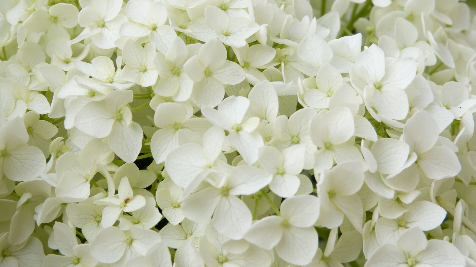 Panasonic Lumix DMC-FZ150 sample photo. White flowers, hydrangea, annabelle photography