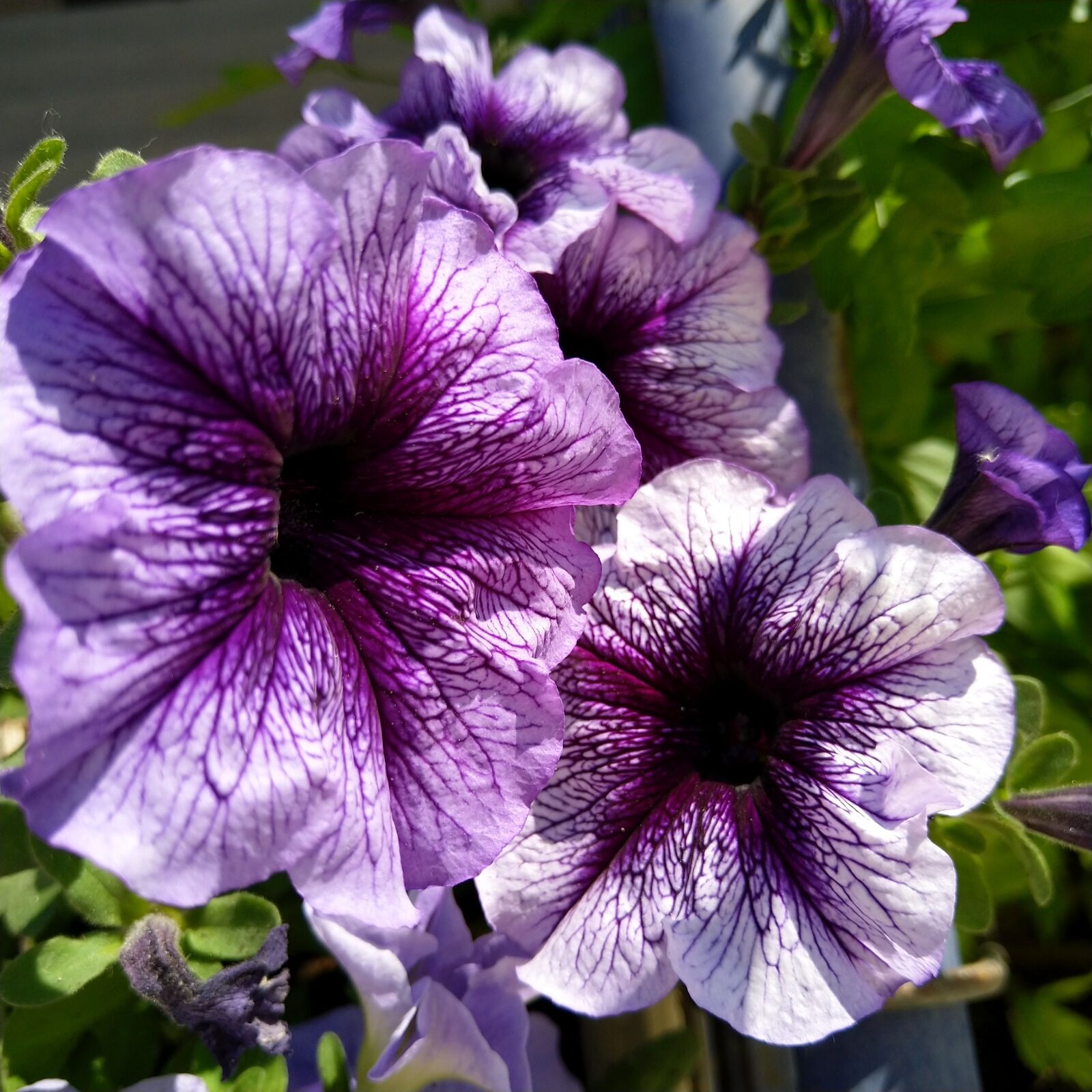 HMD Global Nokia 8 Sirocco sample photo. Petunia, purple, spring photography