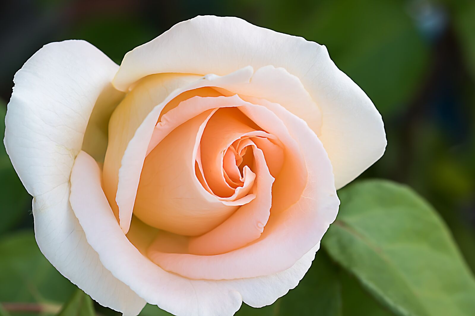 Canon EOS 7D Mark II sample photo. Rose, pink, flowers photography