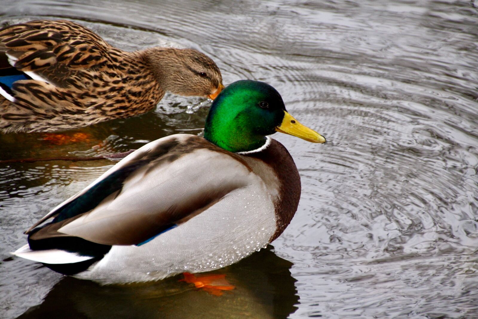 Canon EOS 30D sample photo. Ducks, birds, animal photography