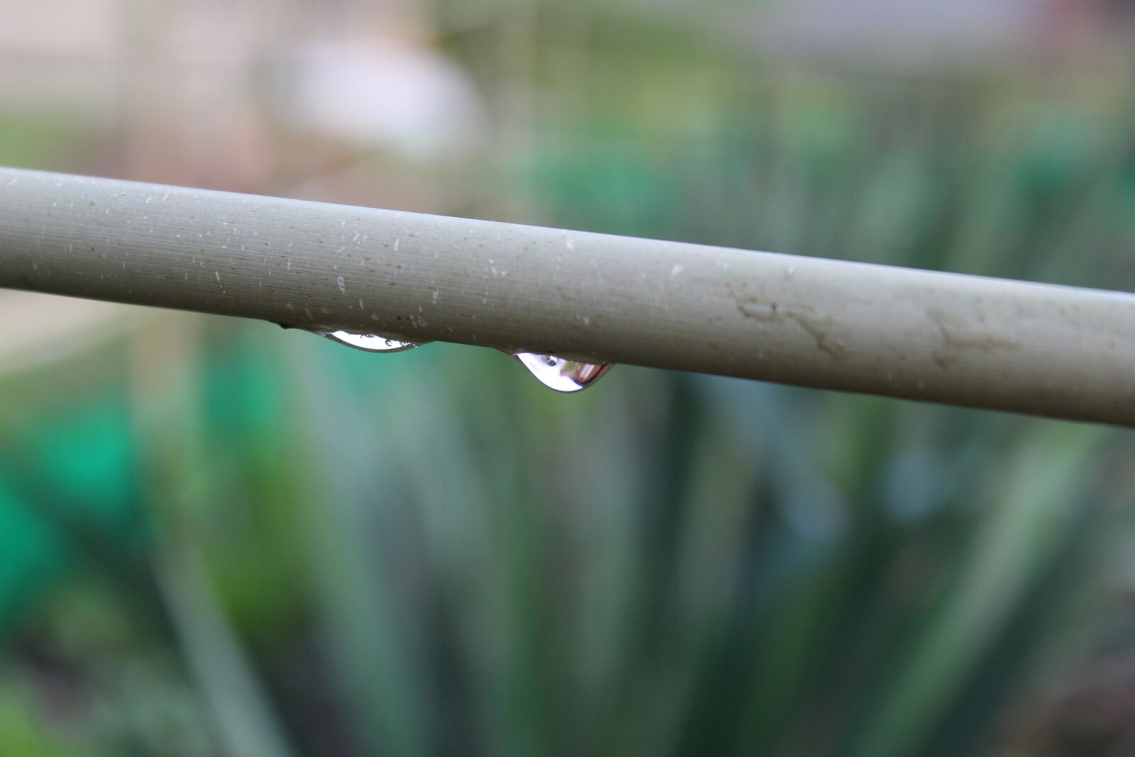 Canon EOS 1300D (EOS Rebel T6 / EOS Kiss X80) sample photo. Leaf, plant, nature photography