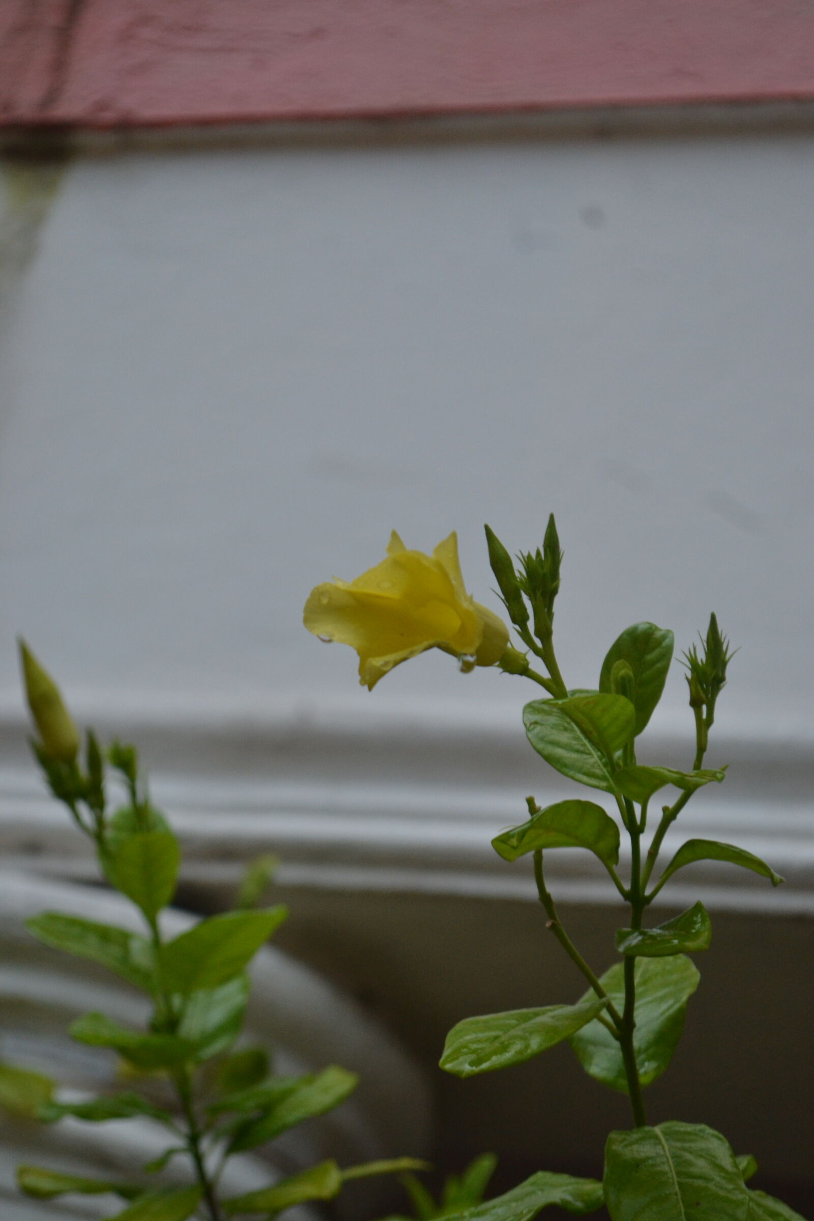Nikon D3100 sample photo