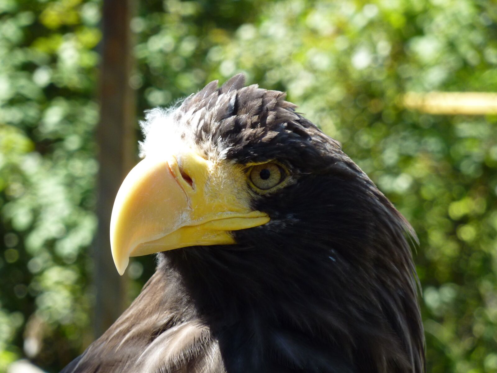 Panasonic DMC-TZ7 sample photo. Nature, birds, irina photography