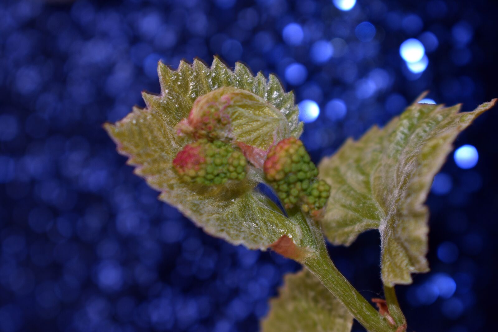 Nikon D3400 sample photo. Foliage, grapes, spring photography