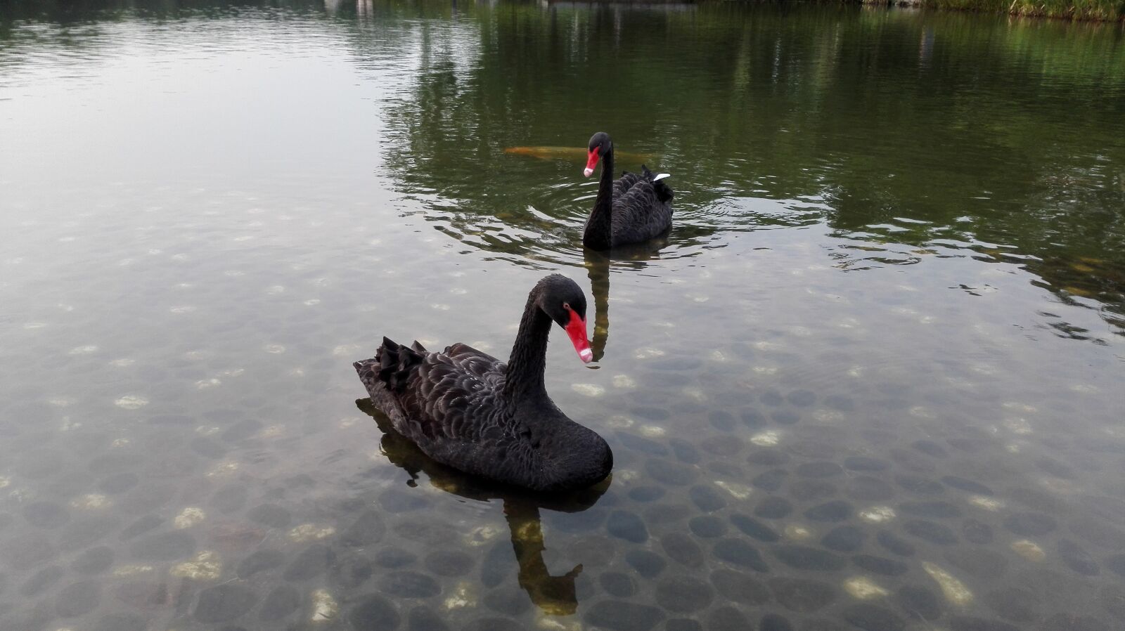 HUAWEI H60-L01 sample photo. Black swan, birds, animal photography