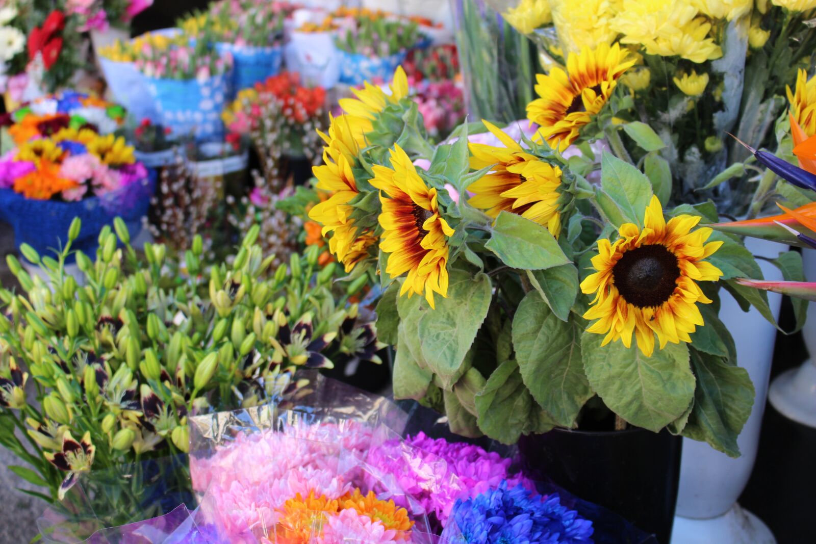 Canon EOS 700D (EOS Rebel T5i / EOS Kiss X7i) sample photo. Flowers, sunflower, square photography