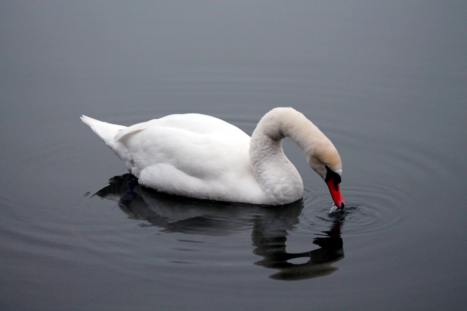 Canon EOS 1100D (EOS Rebel T3 / EOS Kiss X50) + EF75-300mm f/4-5.6 sample photo. Swan, lake, reflection photography