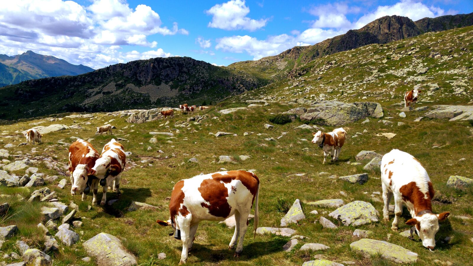 LG G4 sample photo. Trentino, mountain, animals photography