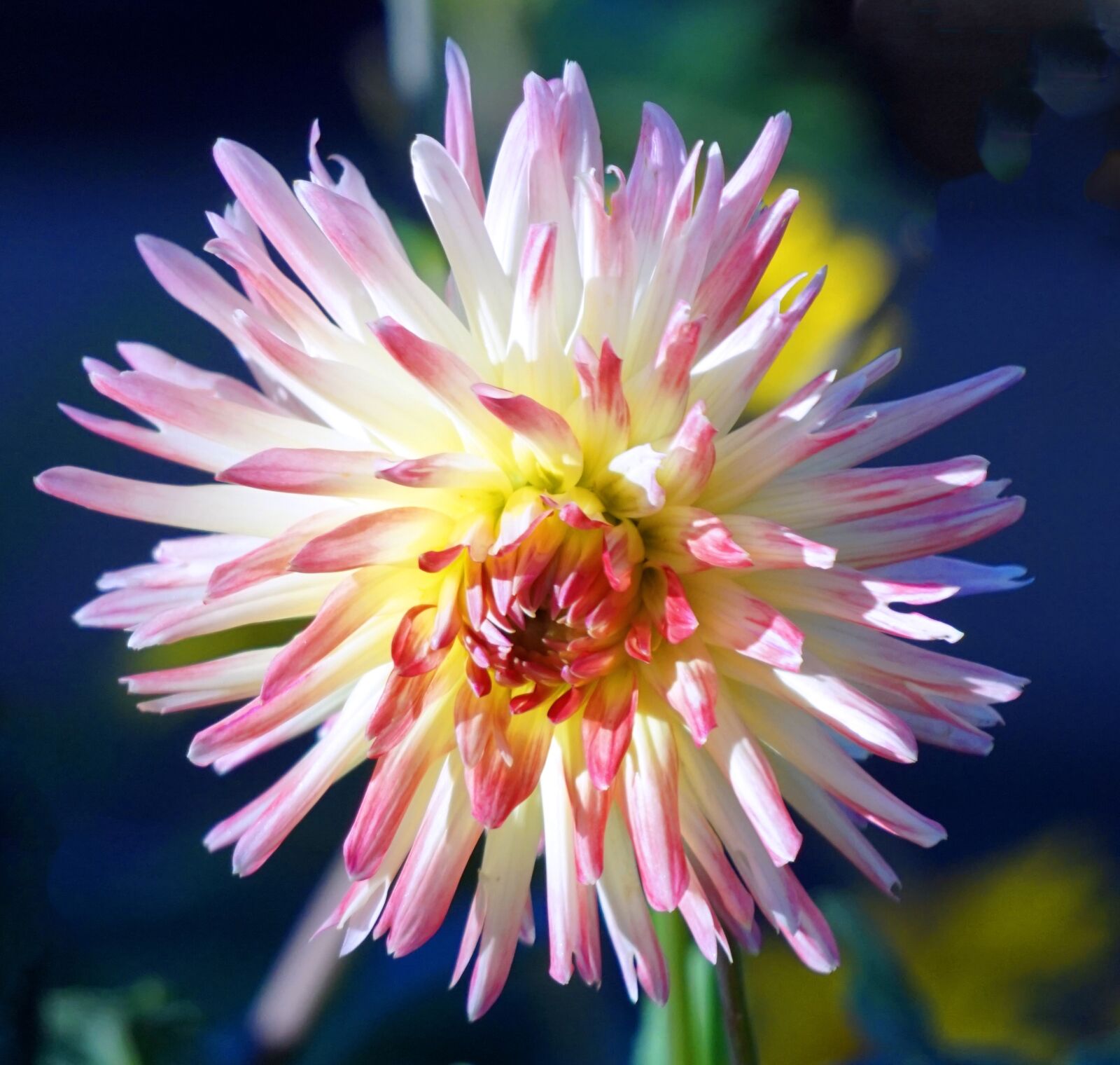 Sony Alpha a5000 (ILCE 5000) + Sony E 55-210mm F4.5-6.3 OSS sample photo. Dahlia, blossom, bloom photography