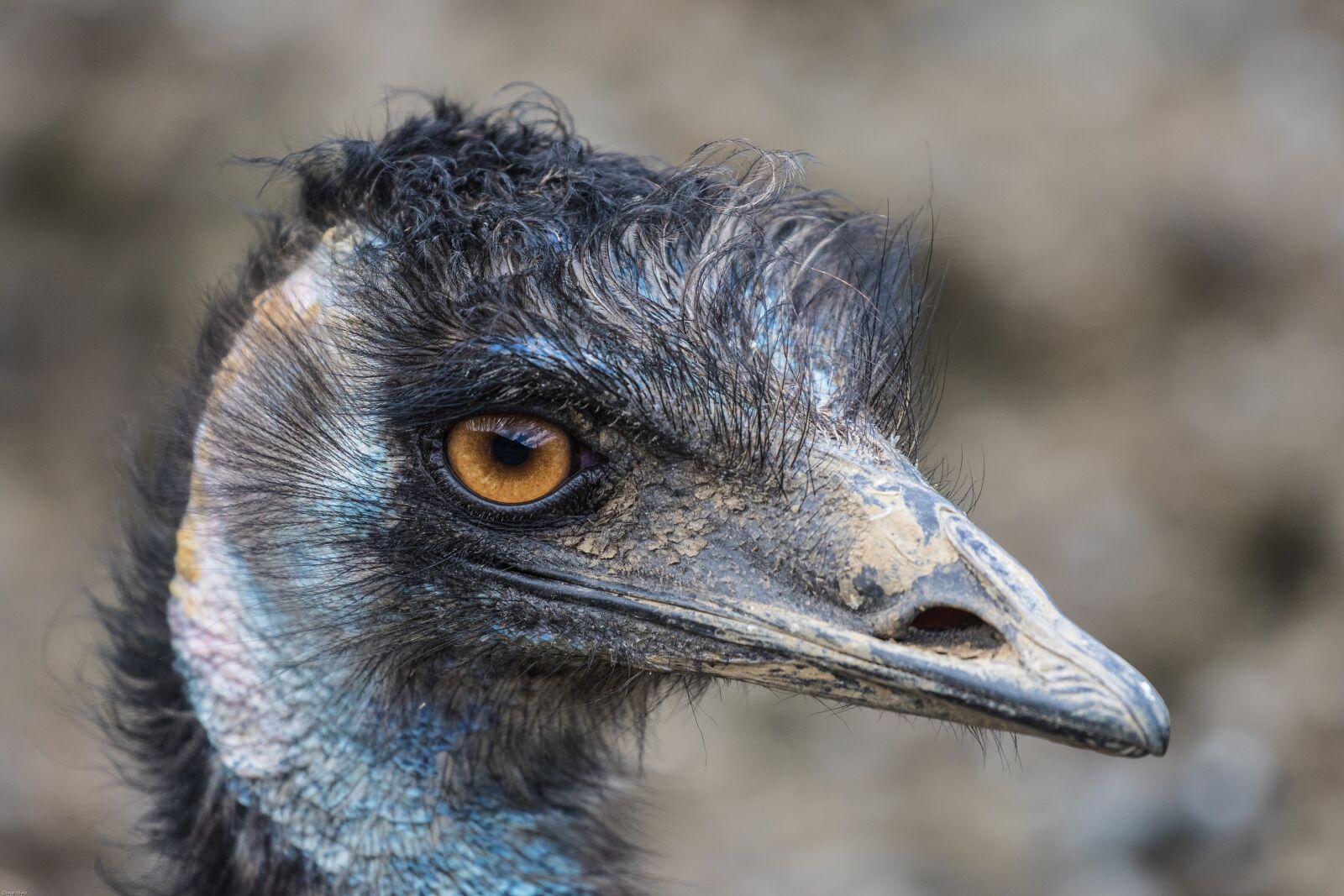 Canon EOS 7D Mark II sample photo. Emu, flightless bird, large photography