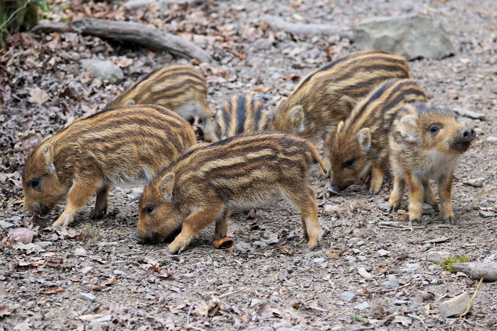 Sony a6000 + E 60mm F2.8 sample photo. Piglet, launchy, boar photography