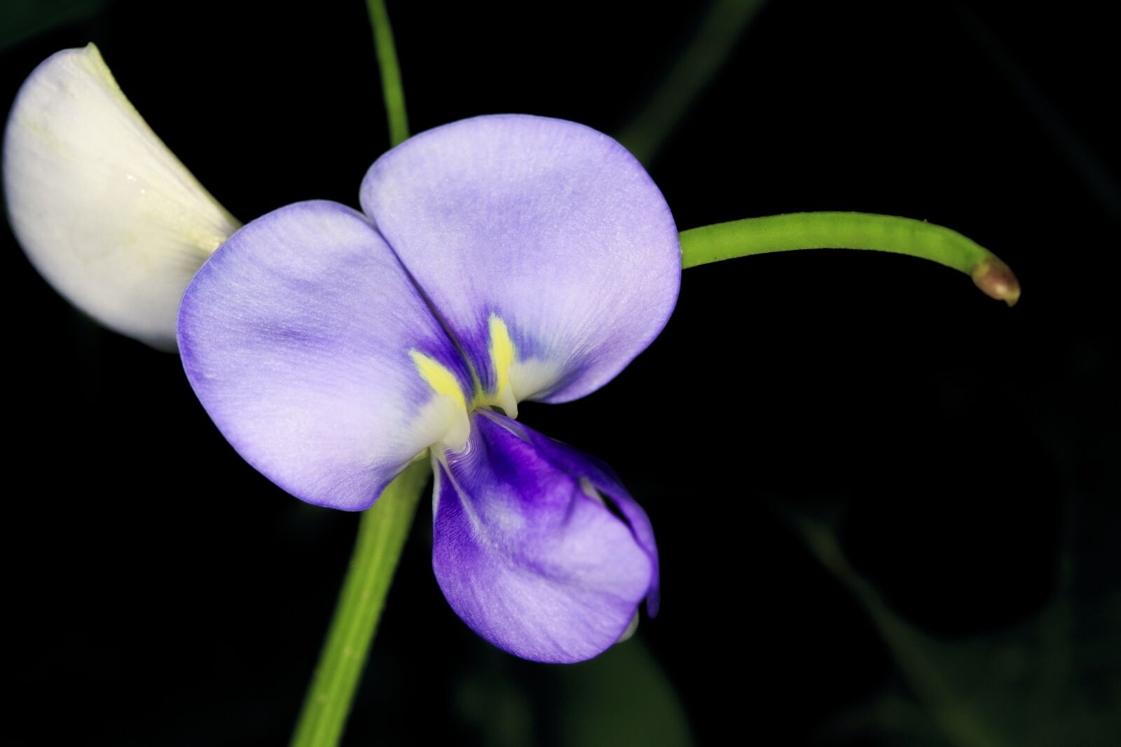 Canon EOS 6D + Canon EF 100mm F2.8 Macro USM sample photo. Beautiful flowers, blooming, natural photography