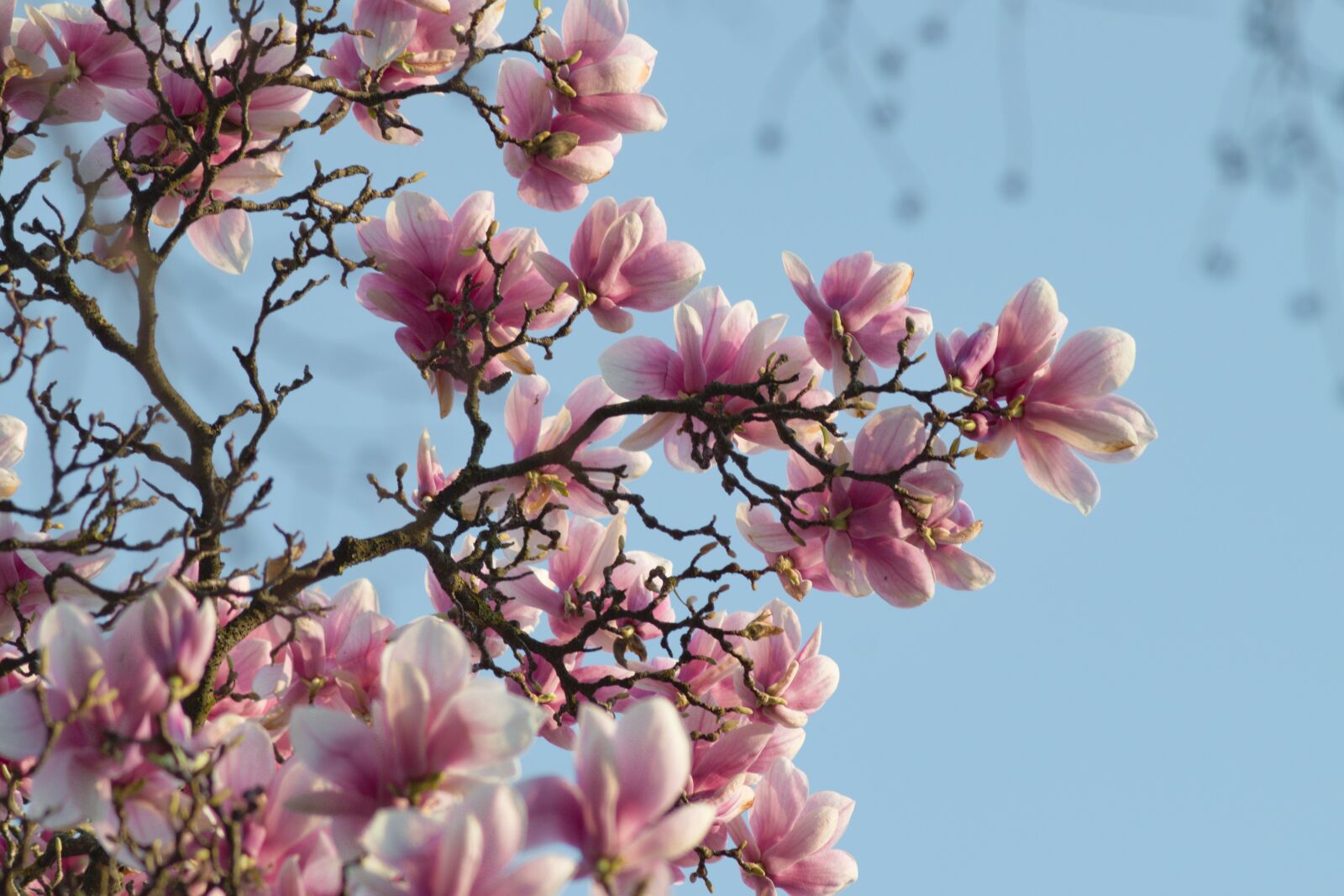 Nikon D3300 sample photo. Magnolia, flower, spring photography