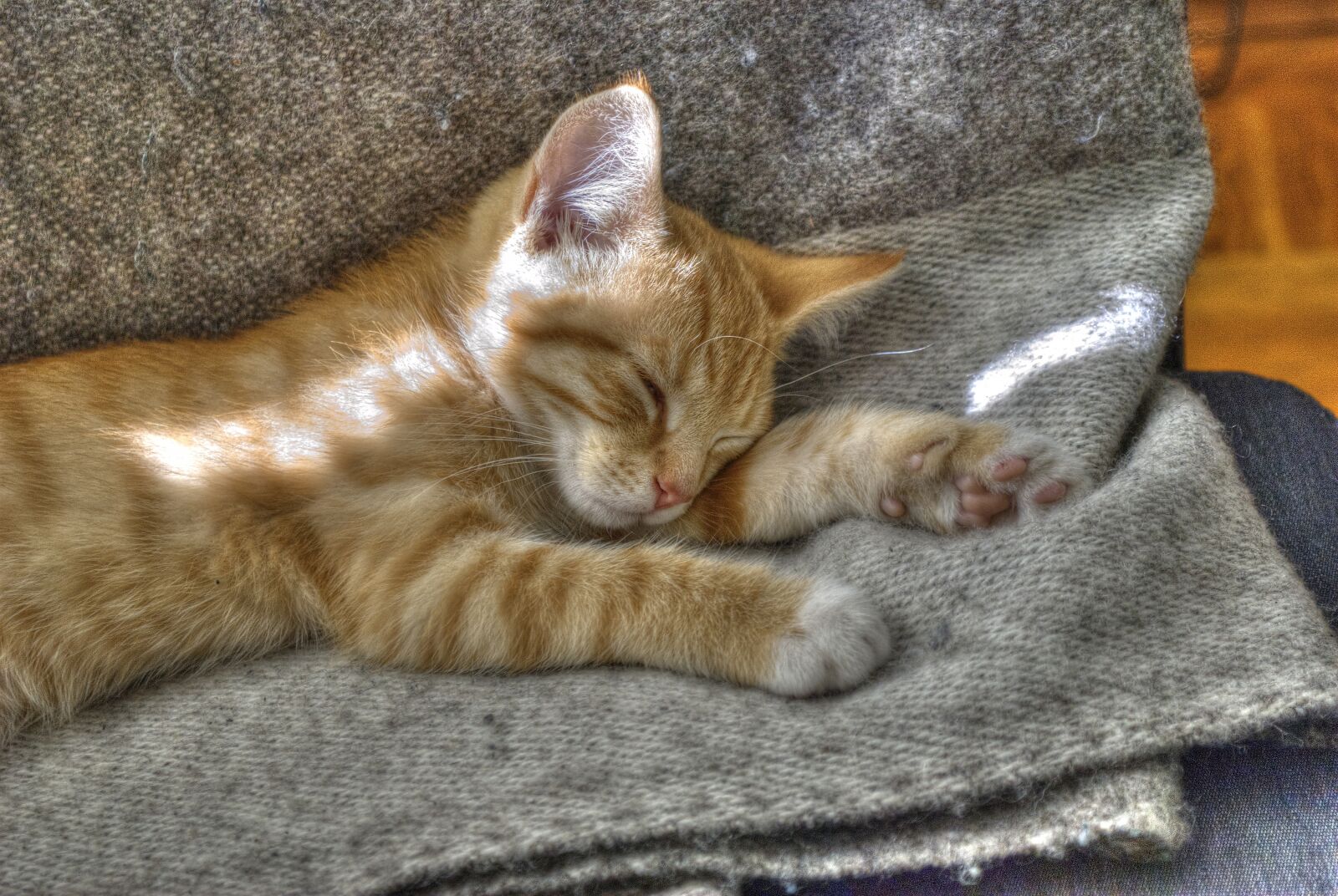 Nikon D60 sample photo. Cat, kitten, animals photography