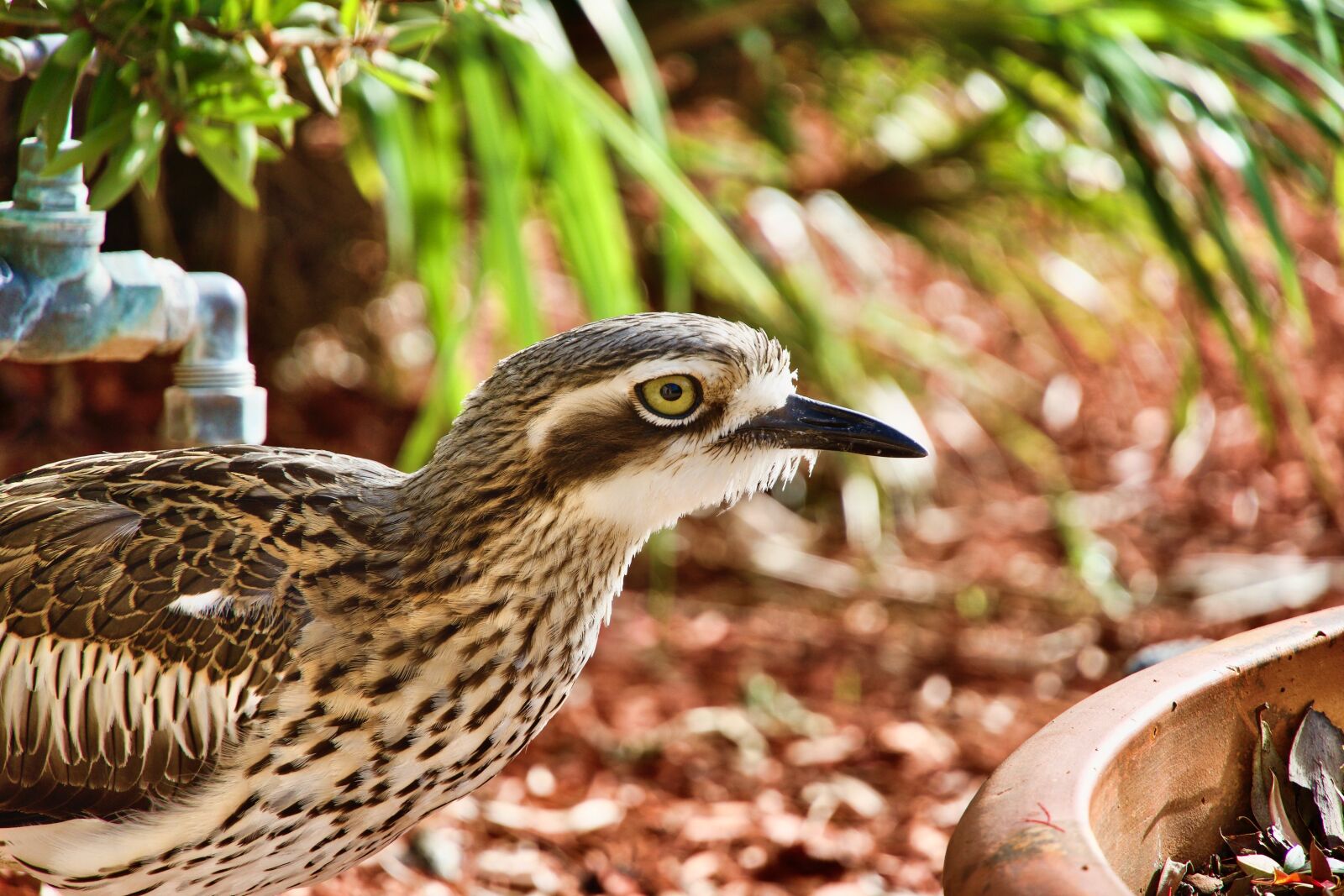 Sony a6500 sample photo. Curlew, bird, wildlife photography