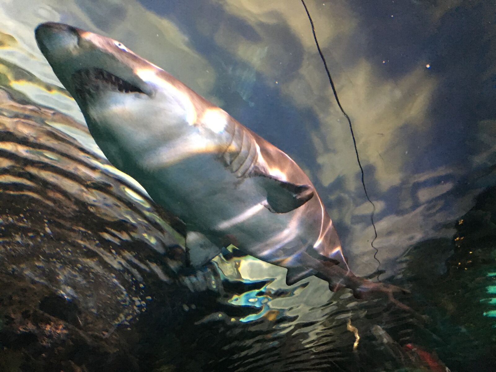 Apple iPhone 6s sample photo. Shark, underneath, swimming photography