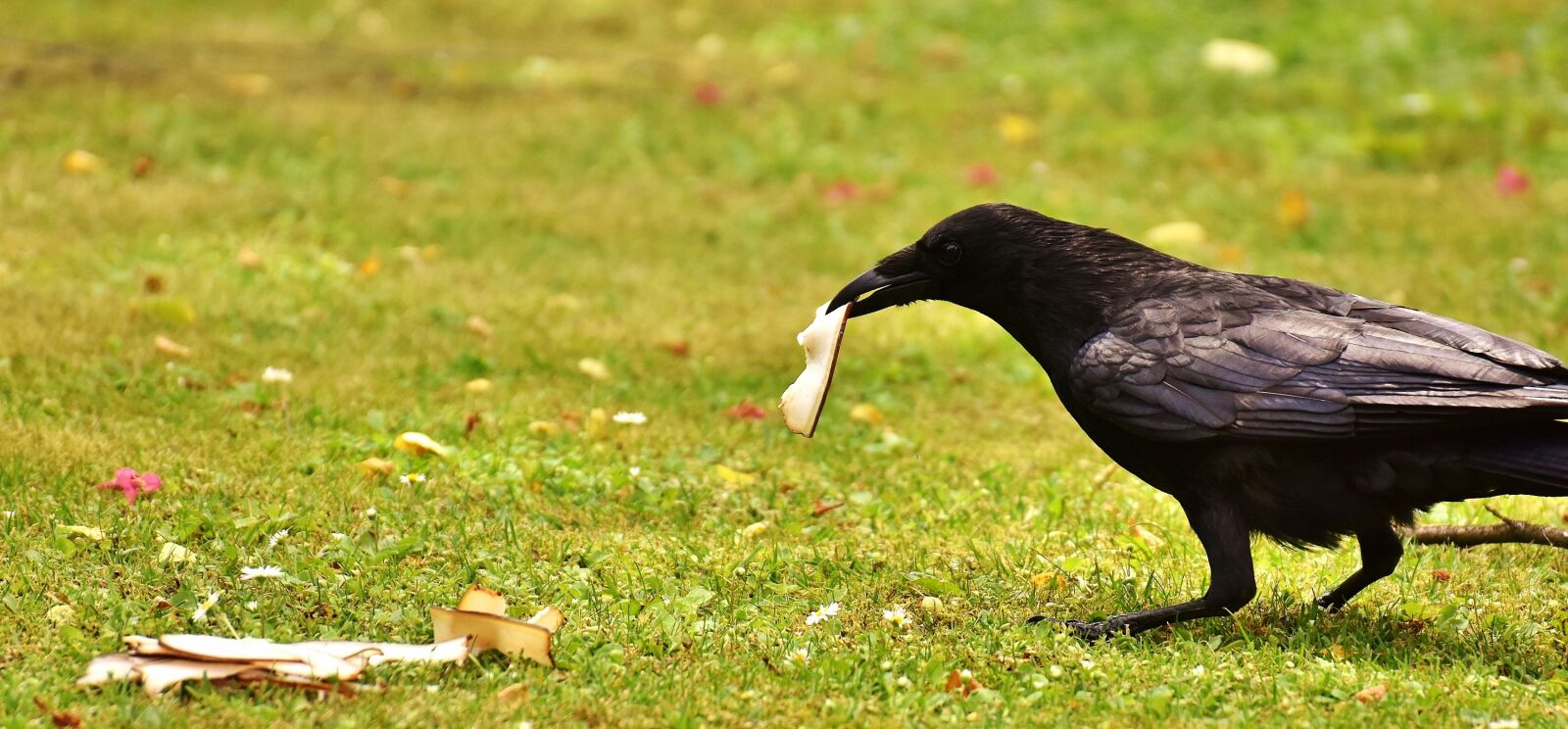 Nikon D7200 sample photo. Common raven, raven, food photography