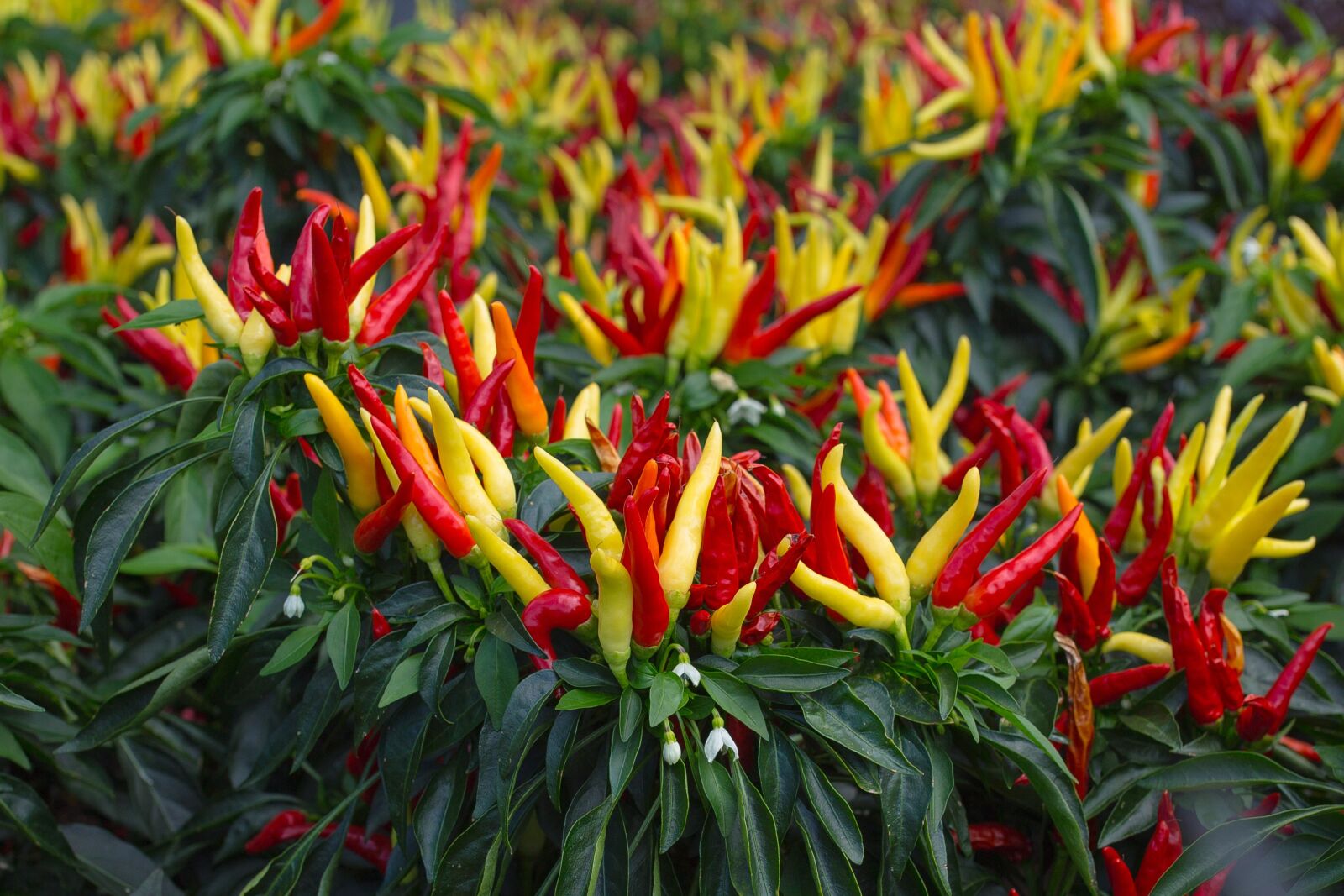 Canon EOS 5D Mark III sample photo. Peppers, red, yellow photography