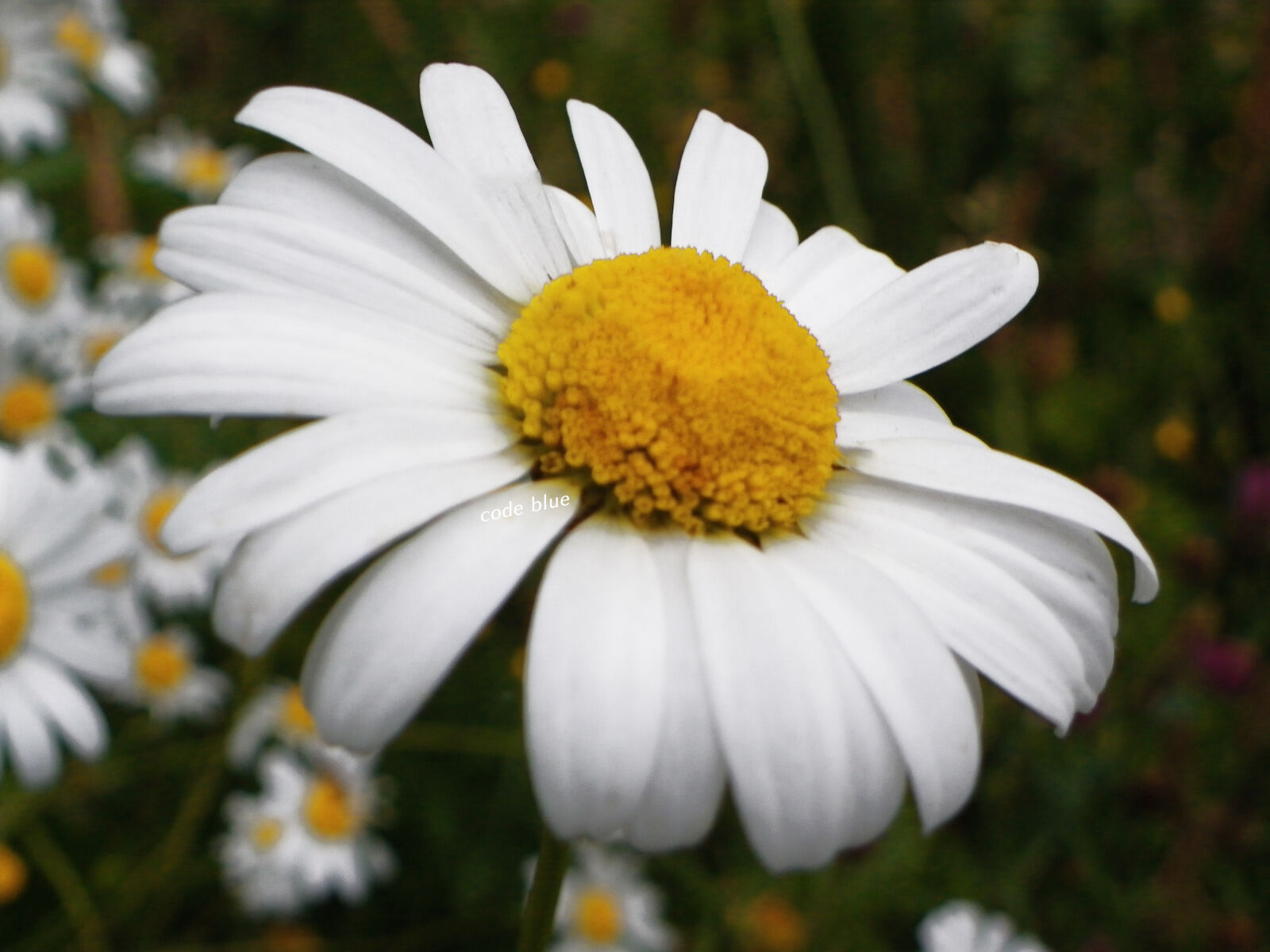 Pentax X90 sample photo