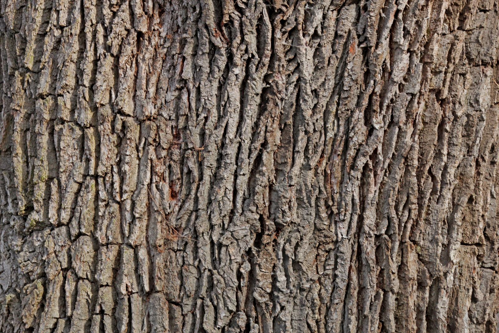 Canon EOS 60D sample photo. Bark, oak, tree photography