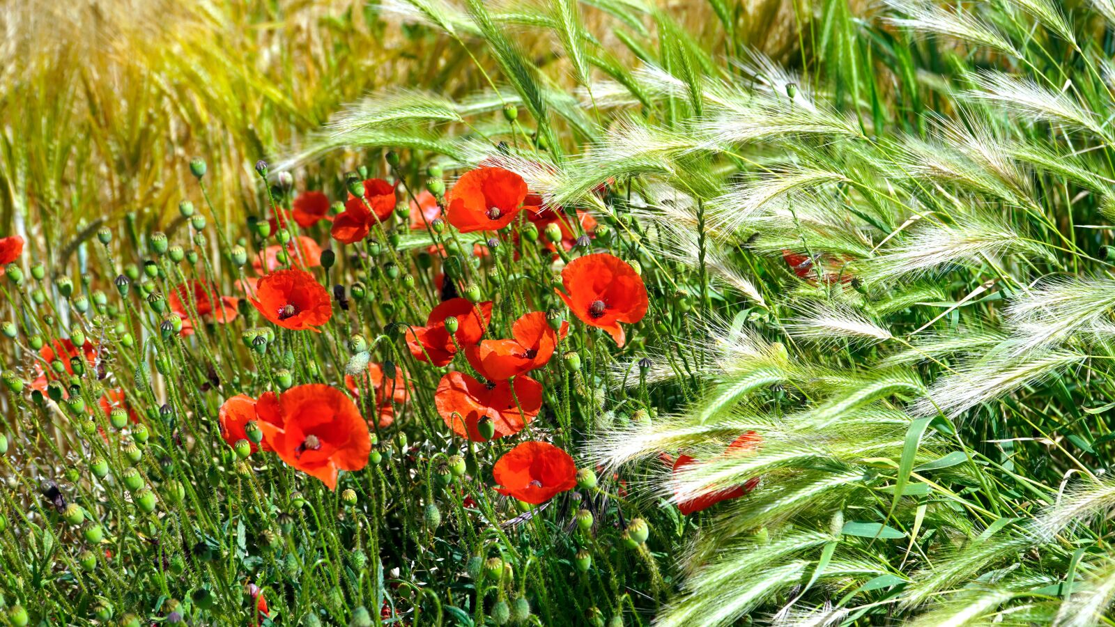 Sony E PZ 18-105mm F4 G OSS sample photo. Poppies, cereals, cornfield photography
