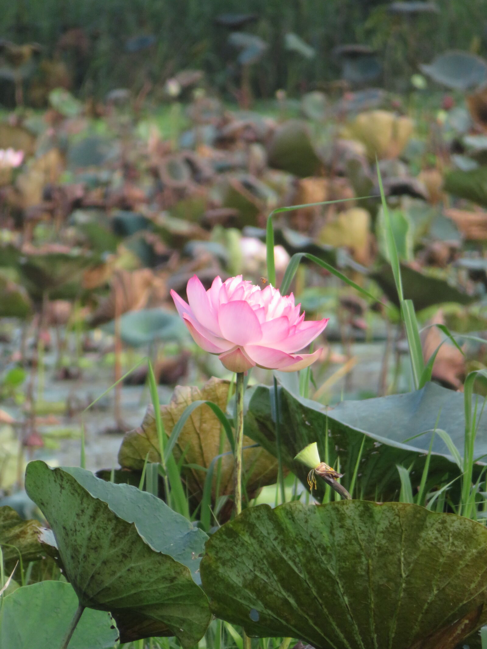 Canon PowerShot SX720 HS sample photo