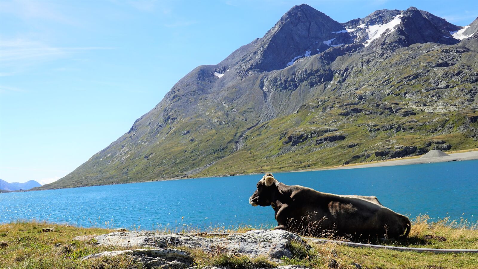 Sony DSC-RX100M7 sample photo. Cow, lake, reservoir photography