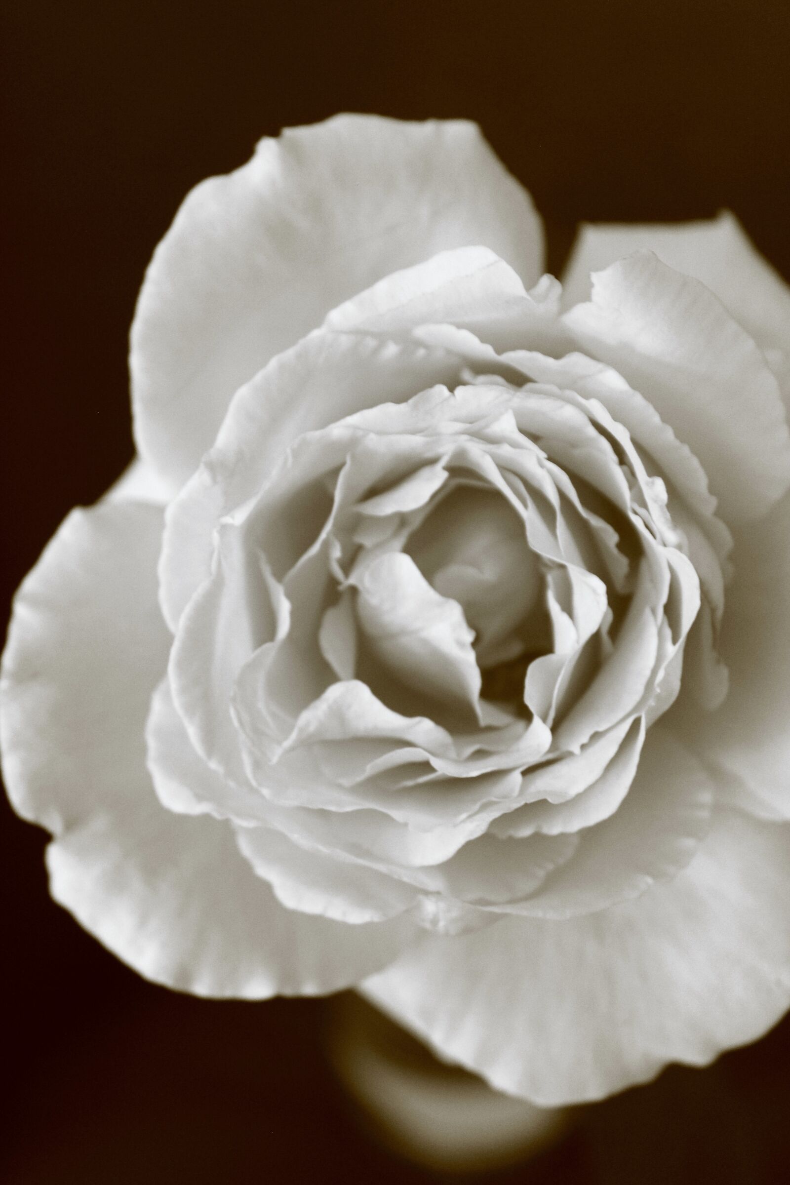 Canon EOS 1300D (EOS Rebel T6 / EOS Kiss X80) sample photo. Rose, petals, flower photography
