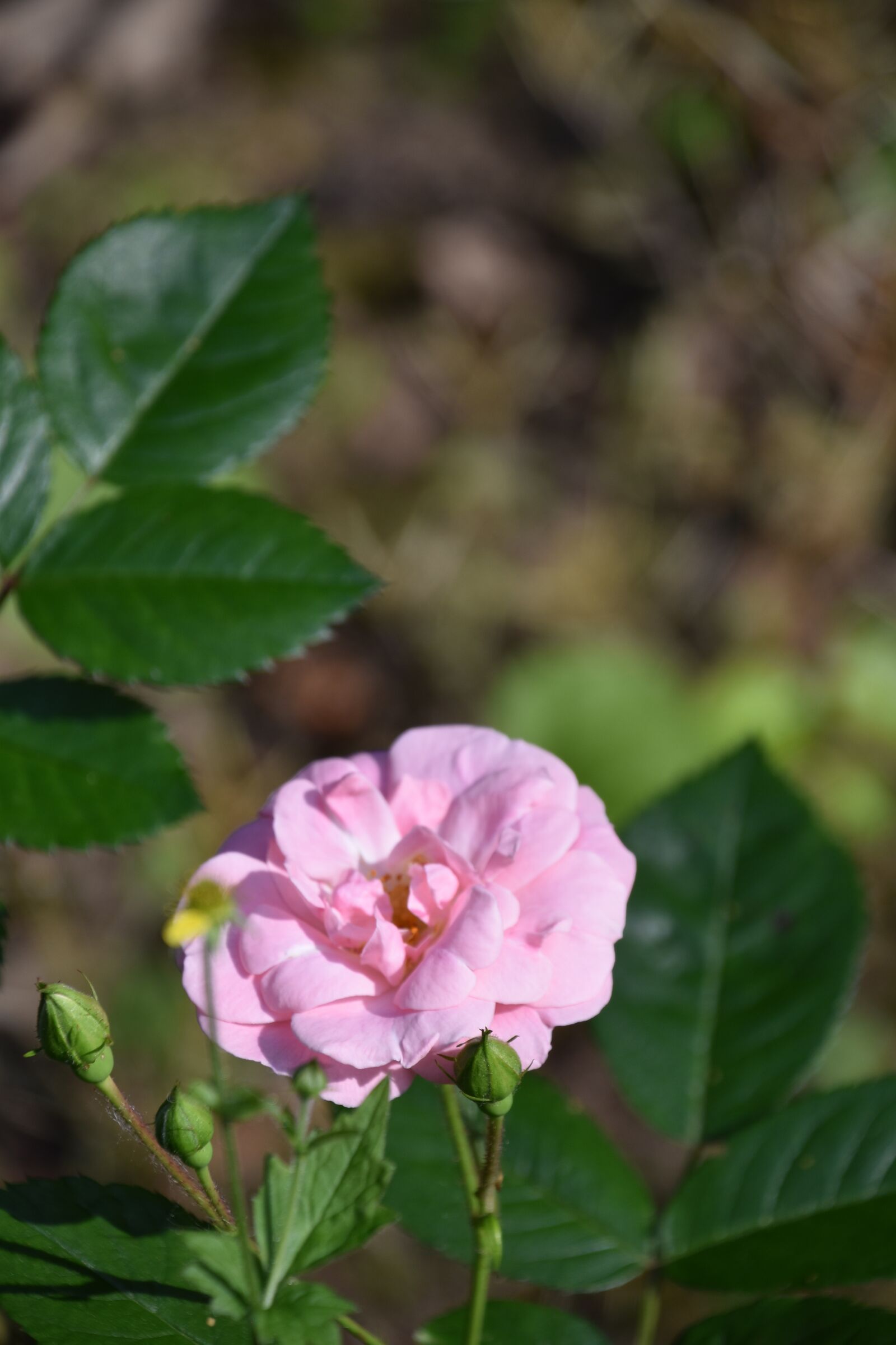 Nikon D5600 sample photo. Pink, rosebush, pale pink photography