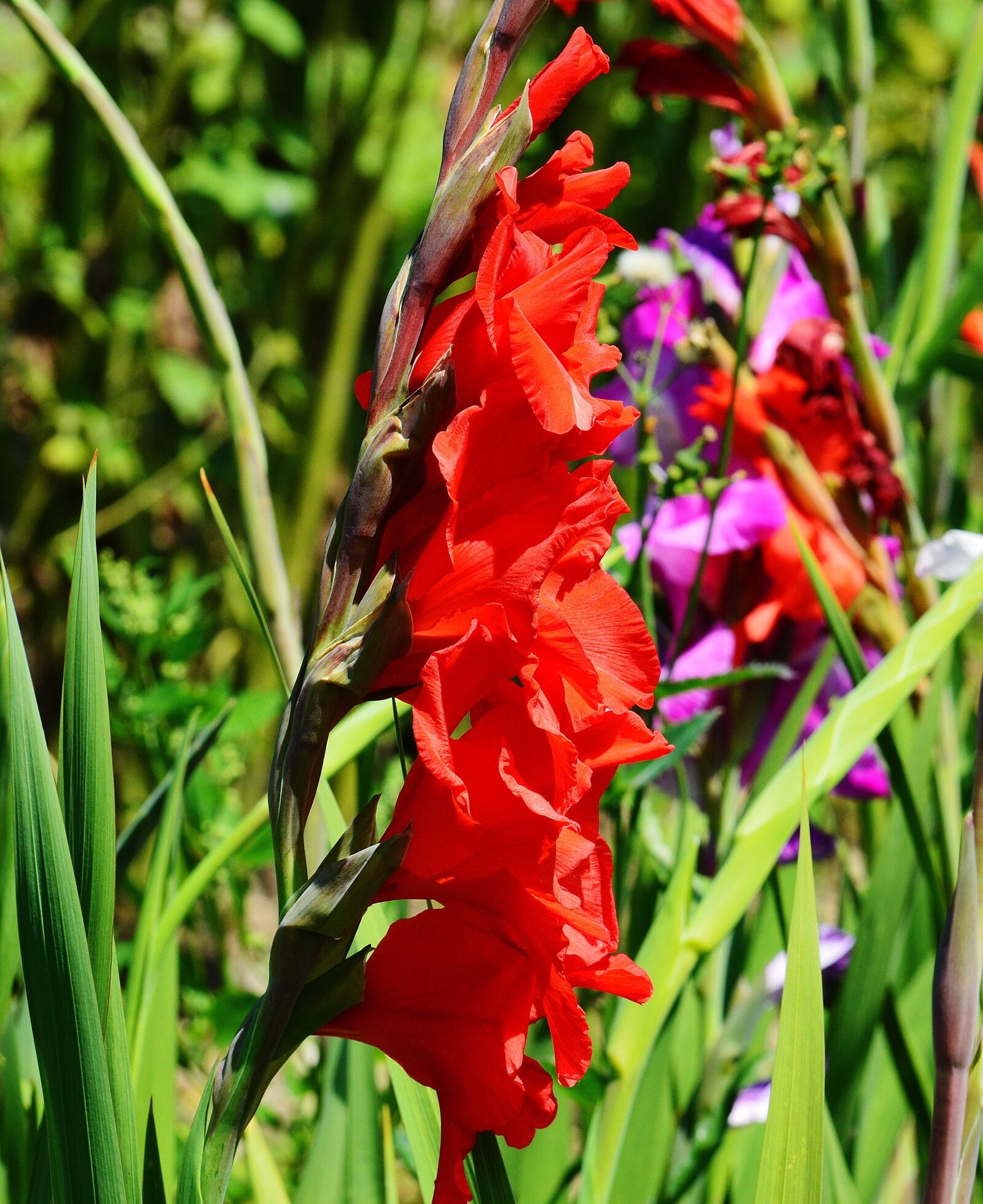 Nikon D3200 sample photo. Gladiolus, red, summer photography