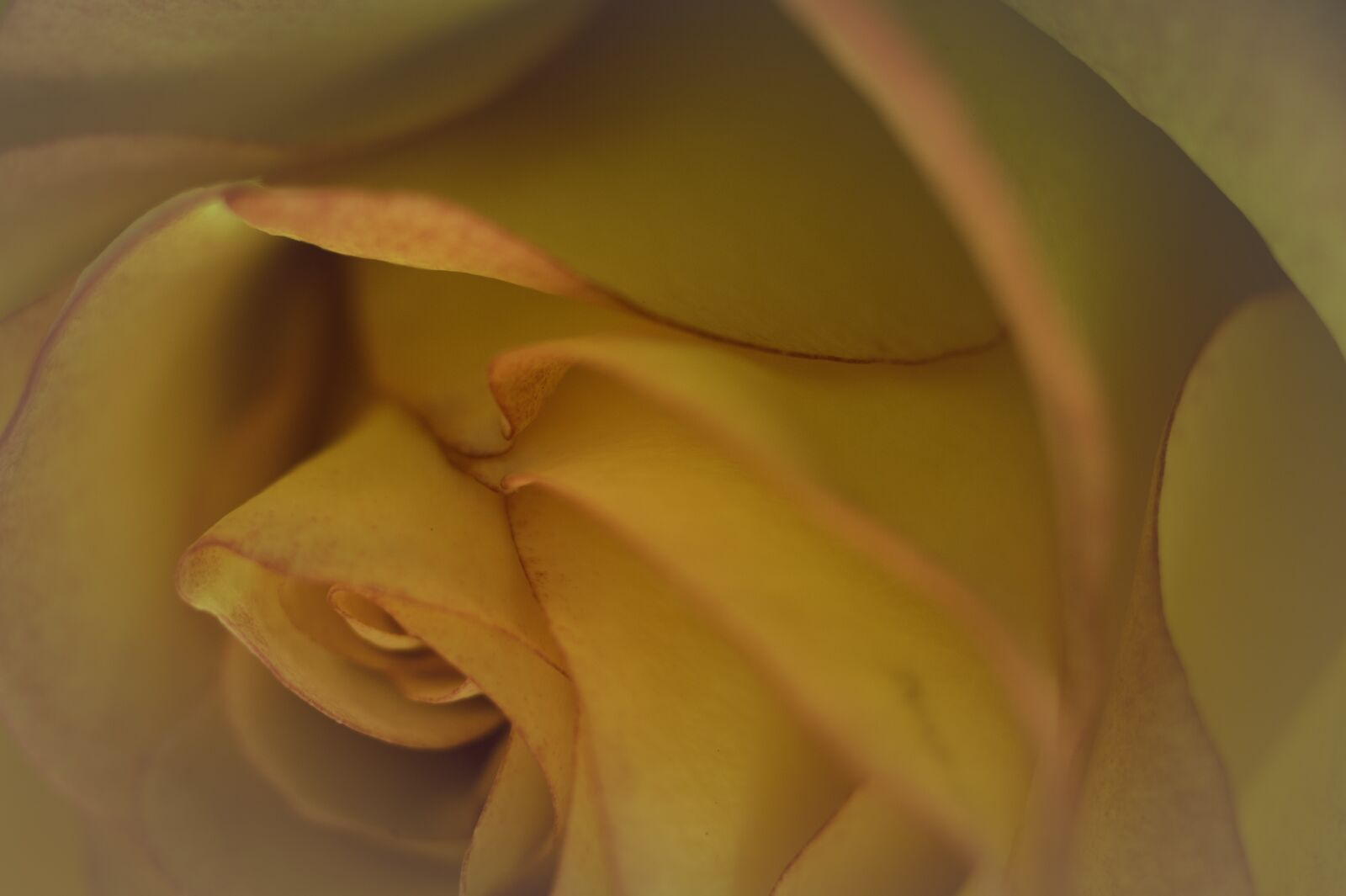 Canon EOS 70D sample photo. Flower, floral, rose photography