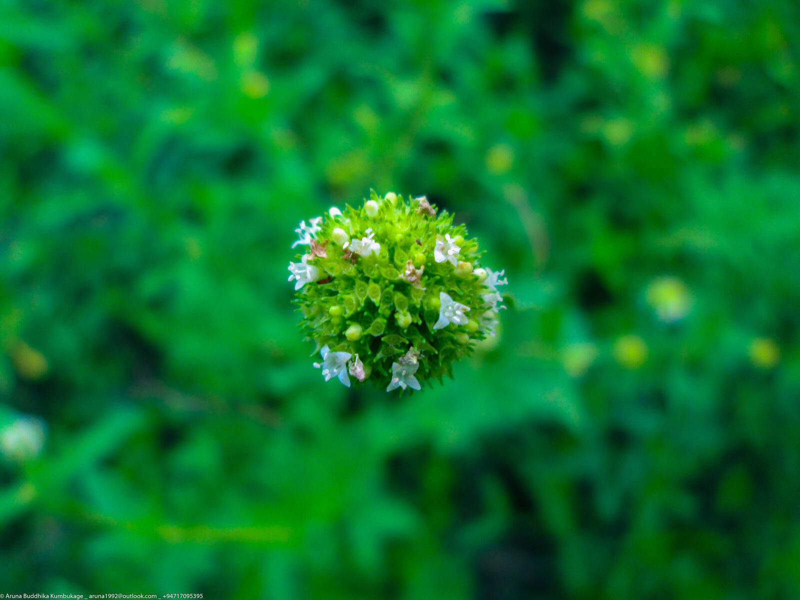 Canon PowerShot A2300 sample photo. Mossy, flower photography