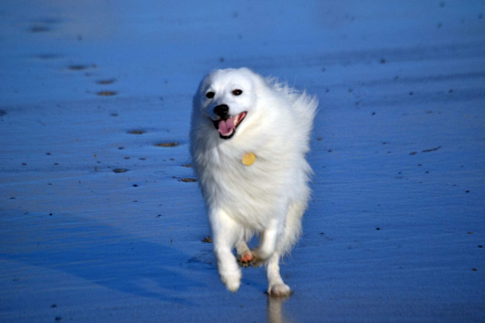 Nikon D3100 sample photo. Japanese, spitz, dog photography