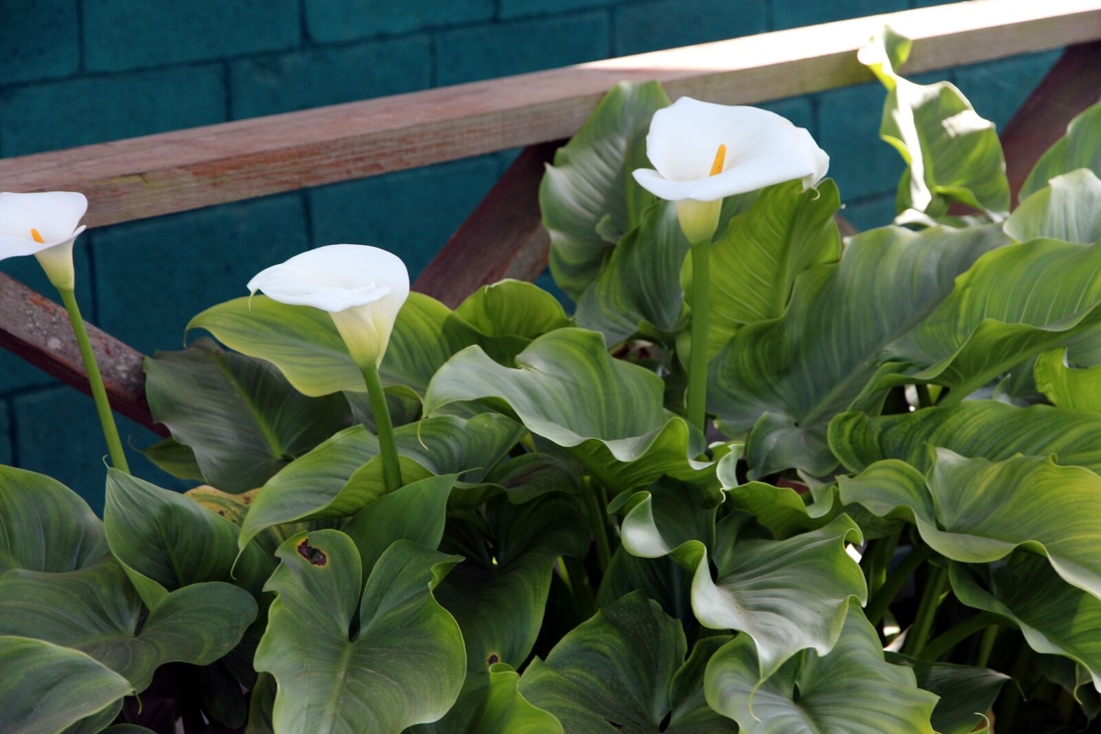 Canon EOS 650D (EOS Rebel T4i / EOS Kiss X6i) sample photo. Zantedeschia, flowers, plant photography