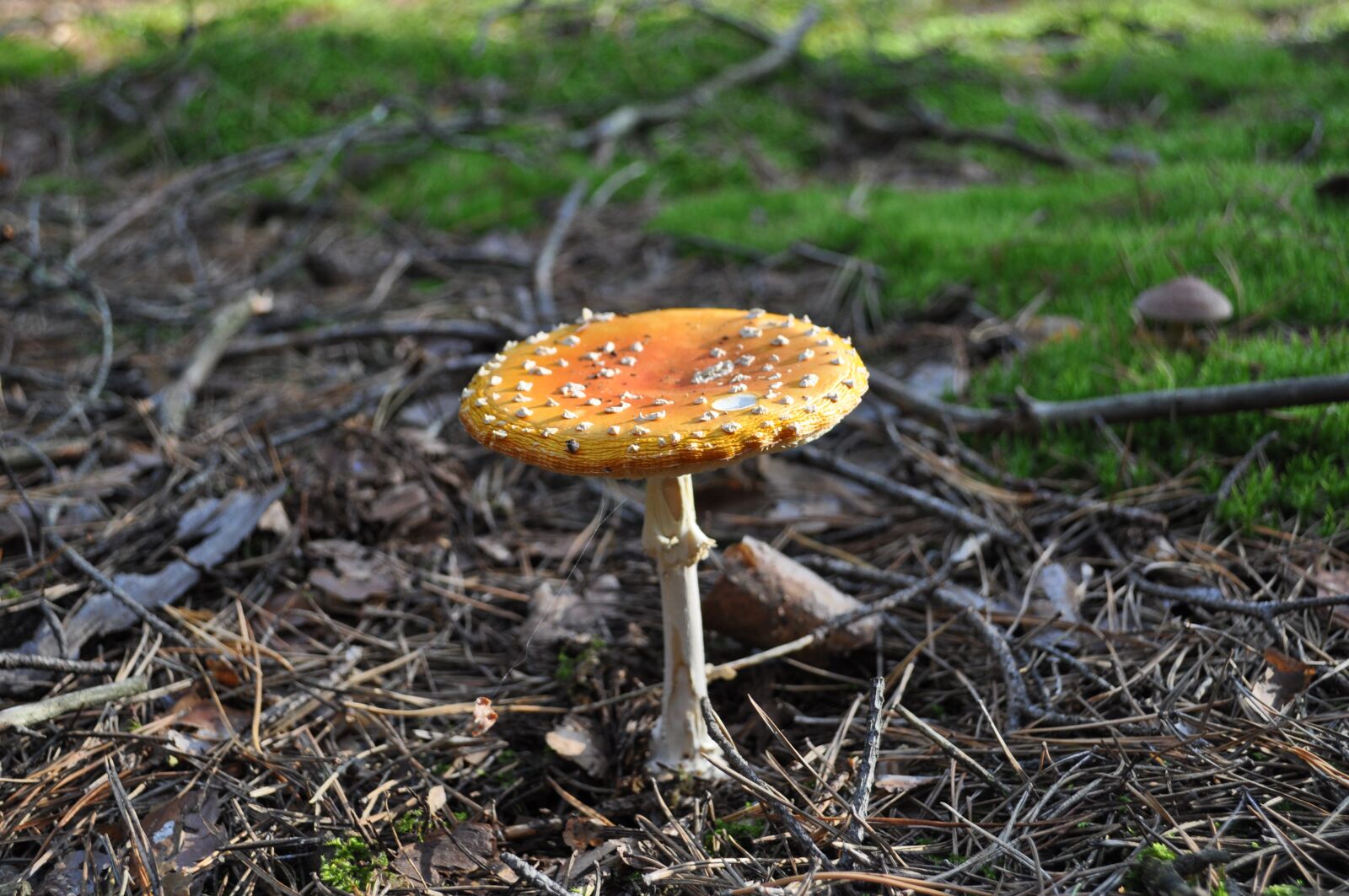 Nikon D5000 sample photo. Mushroom, forest, nature photography