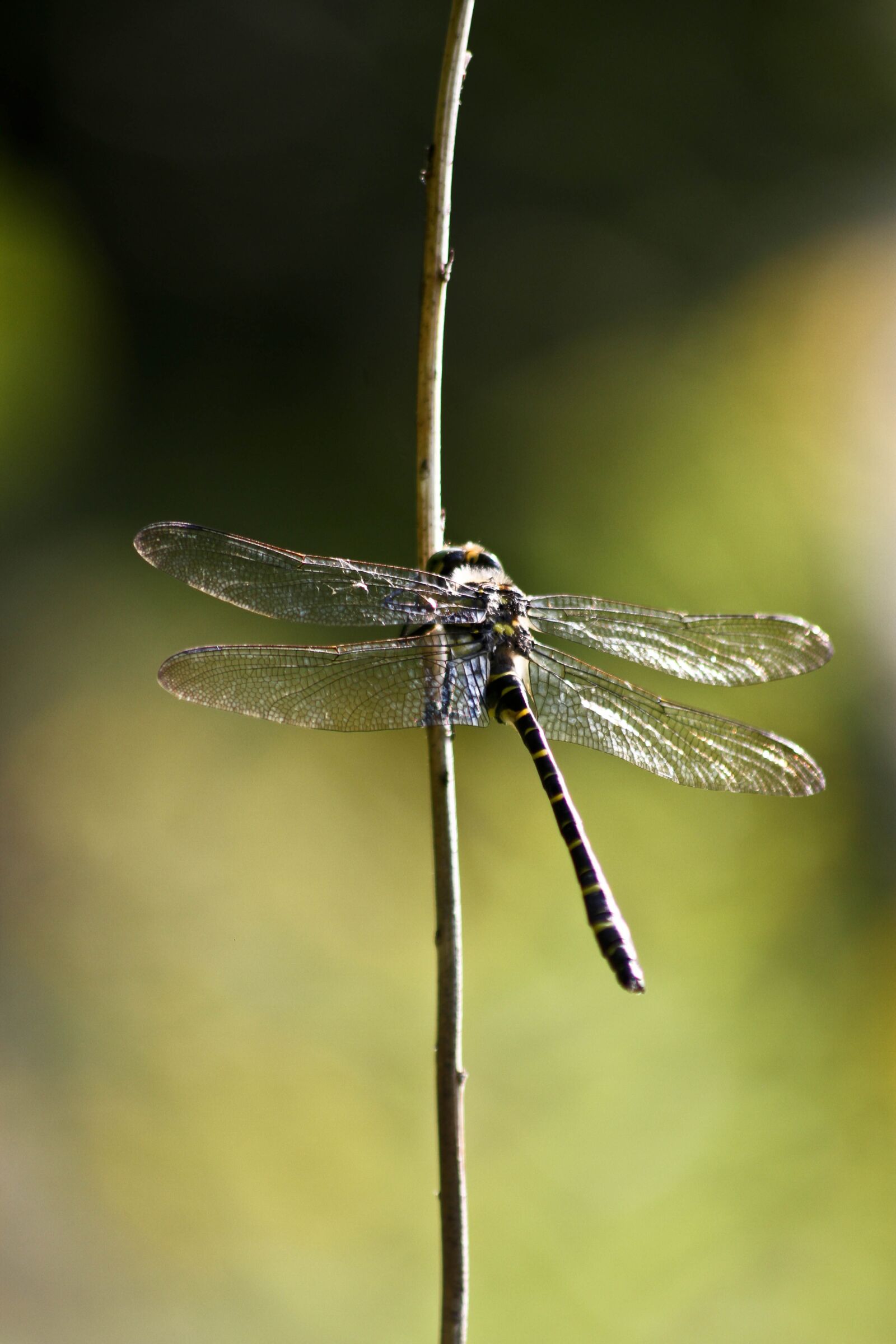 Canon EOS 7D sample photo. Dragonfly, insect, insects photography