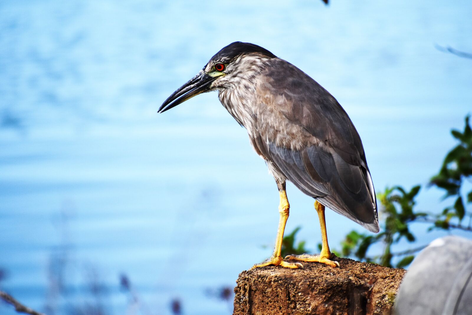 Nikon D5500 sample photo. Bird, beak, bill photography