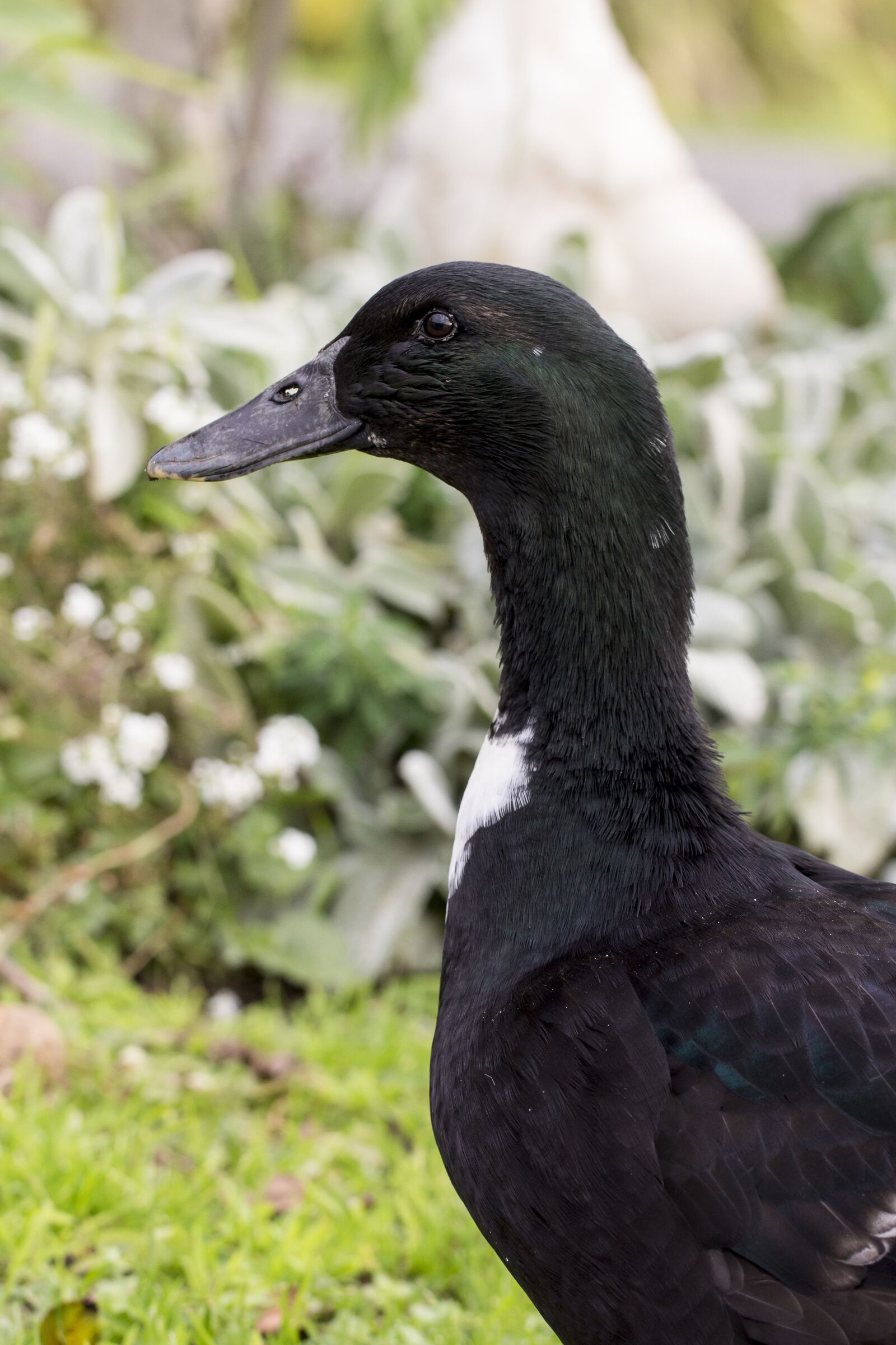Canon EF 100mm F2.8L Macro IS USM sample photo. Duck, green, nature photography