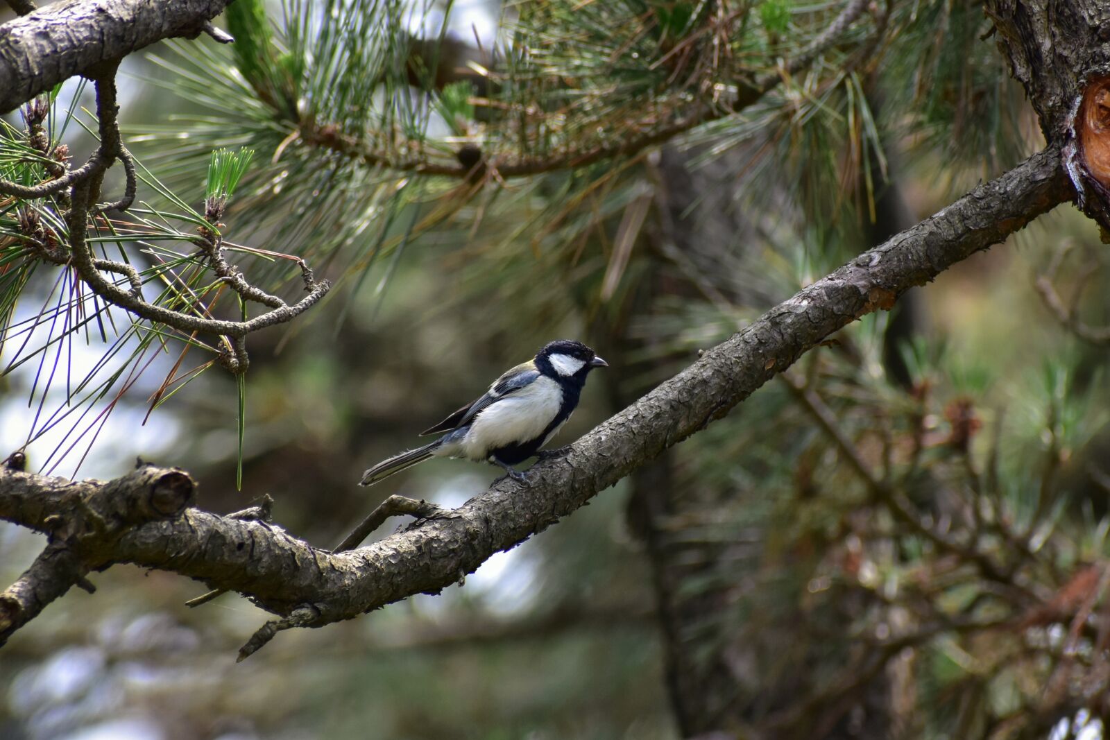 Nikon D7200 sample photo. Animal, forest, wood photography