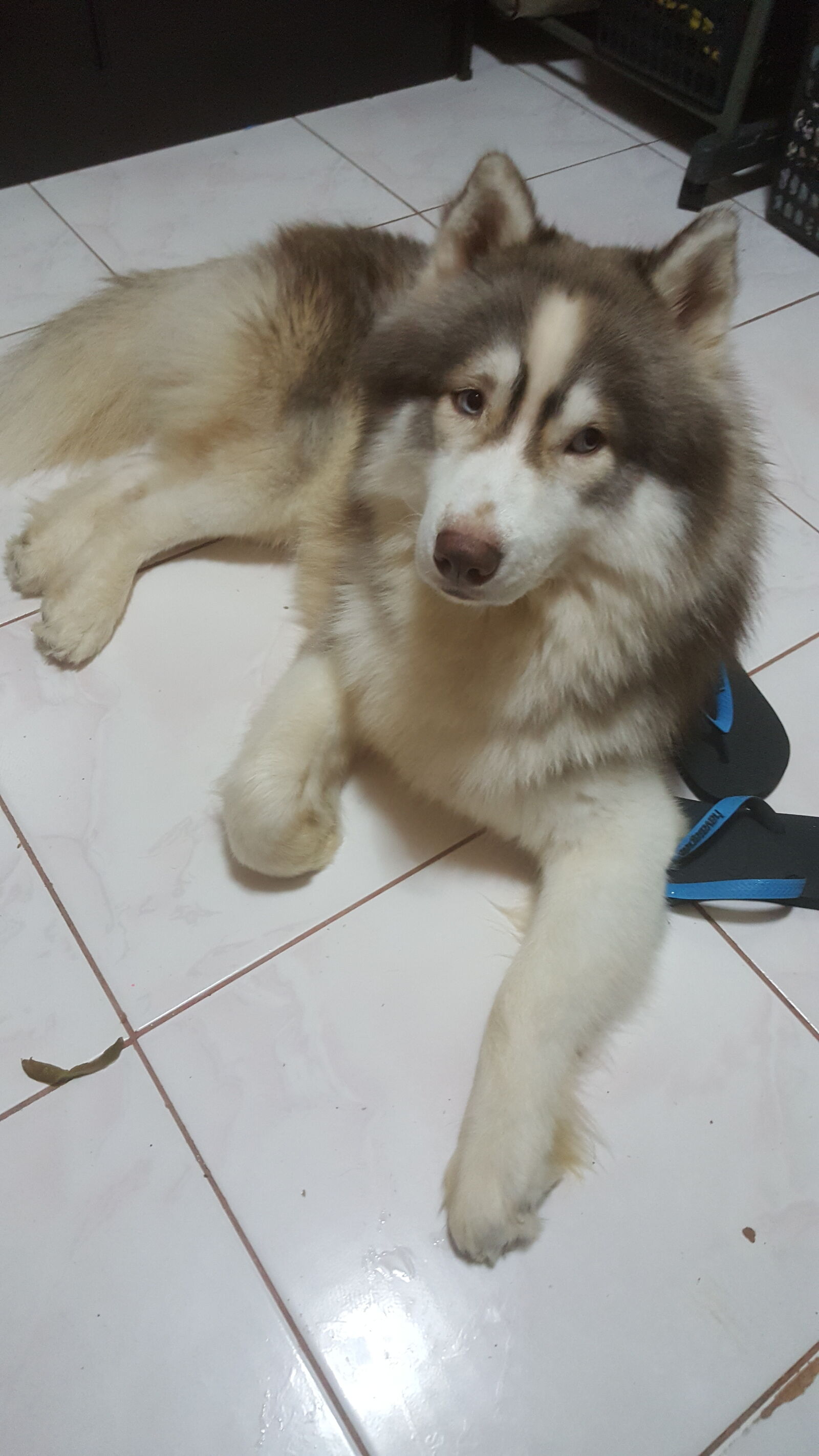 Samsung Galaxy Note5 sample photo. Baby, dog, cute photography