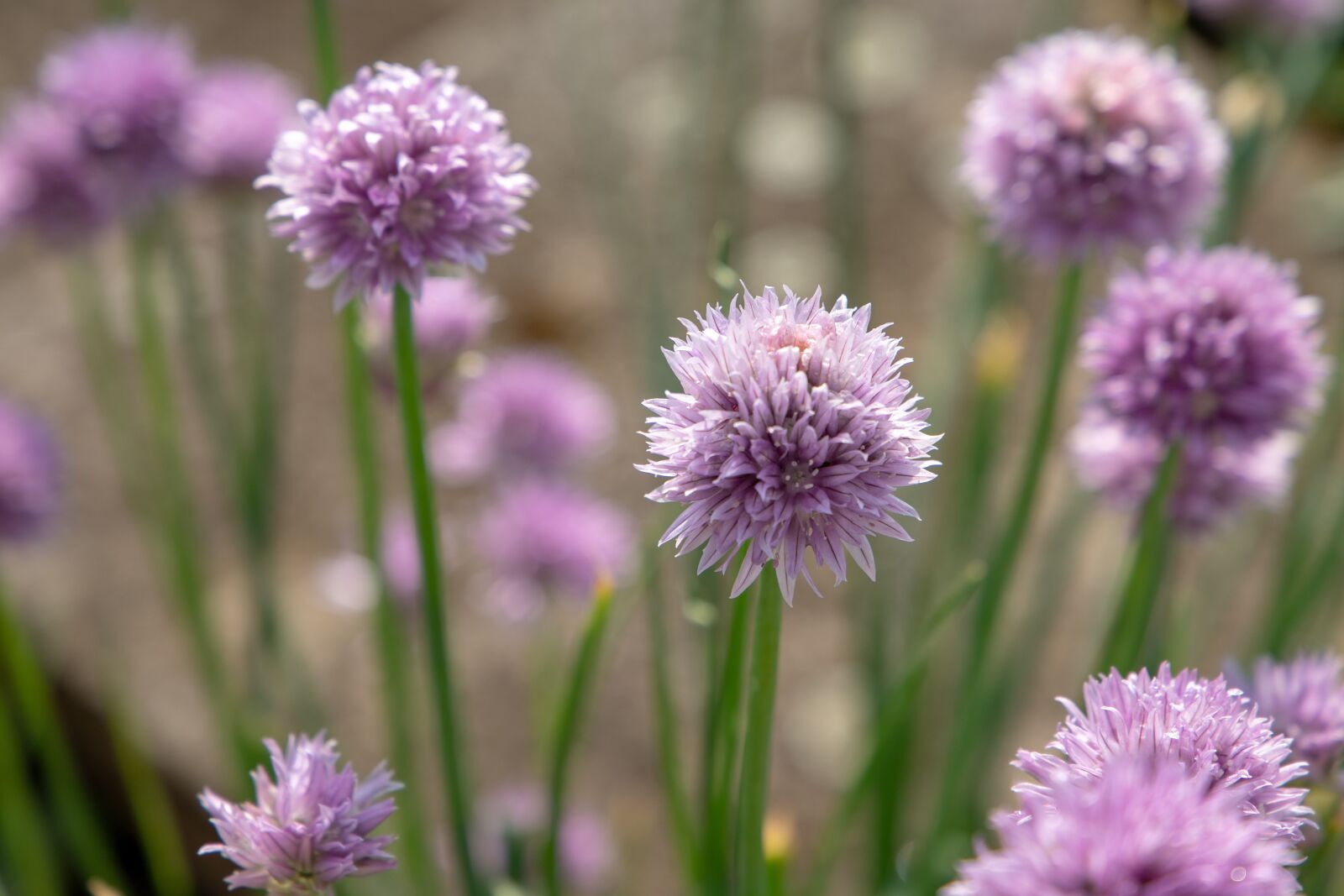 Canon EOS 6D Mark II sample photo. Flowers, pink, nature photography