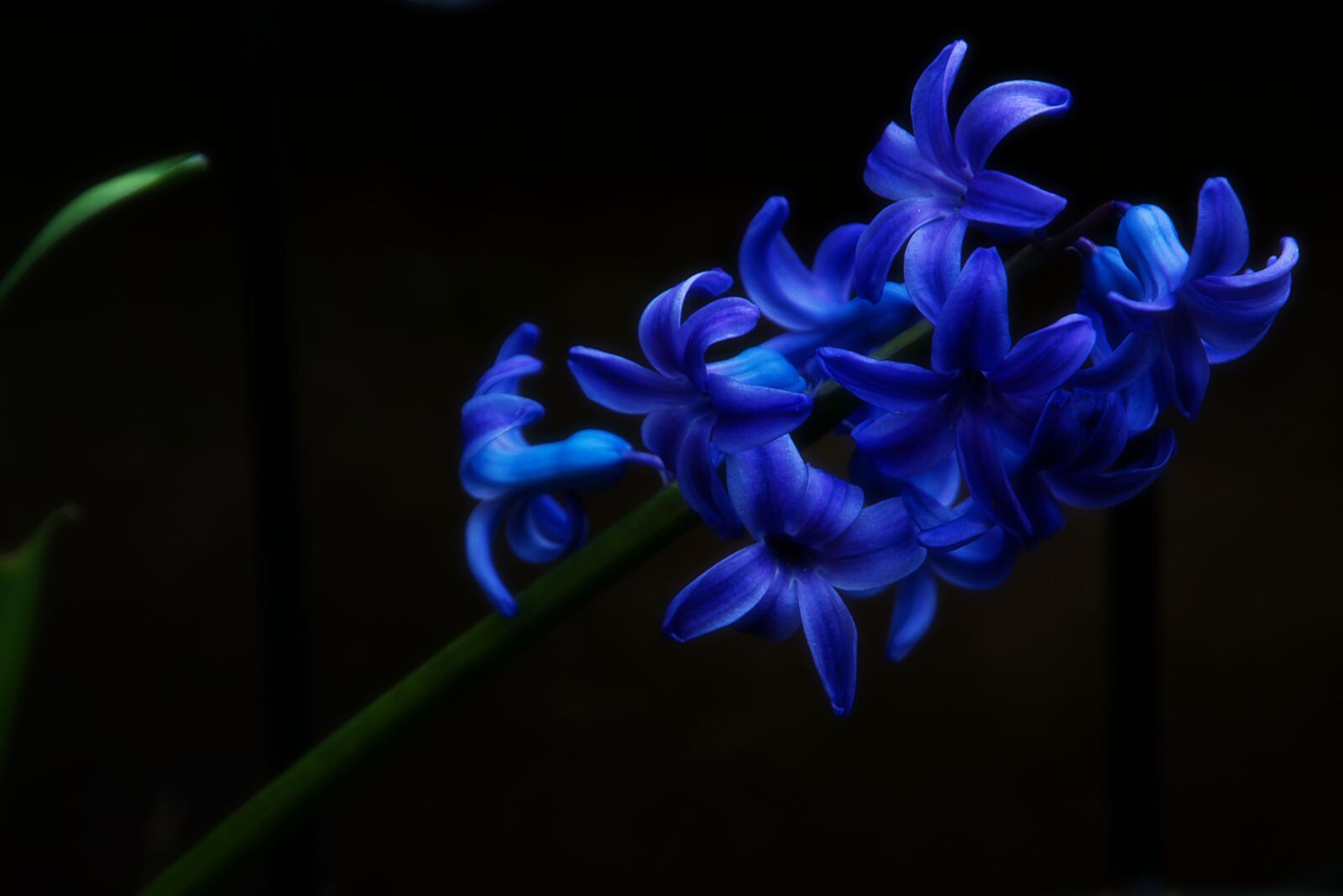 Nikon D7100 sample photo. Hyacinth, nature, plant photography