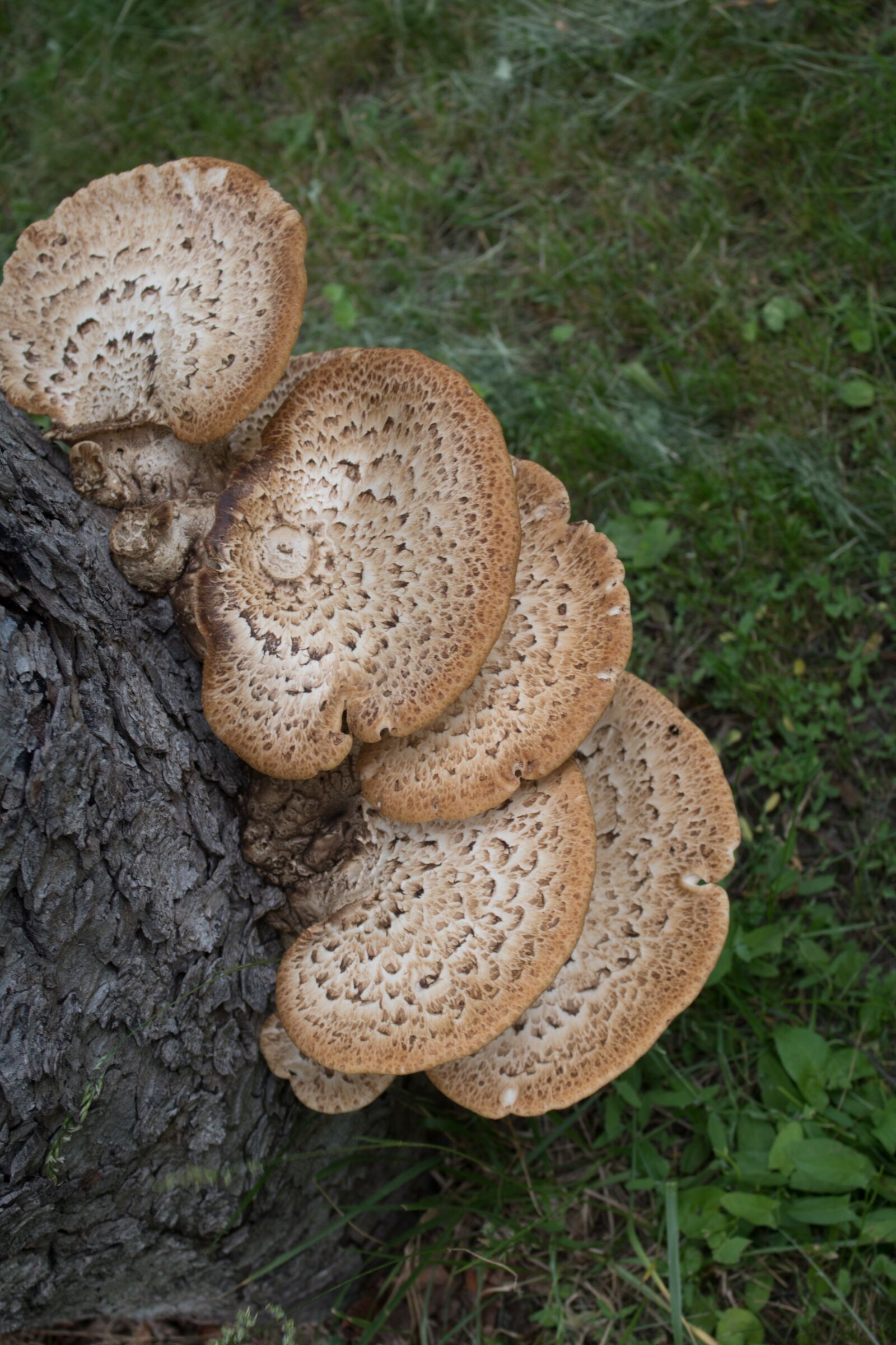 Canon EOS 750D (EOS Rebel T6i / EOS Kiss X8i) sample photo. Mushroom, tree, nature photography